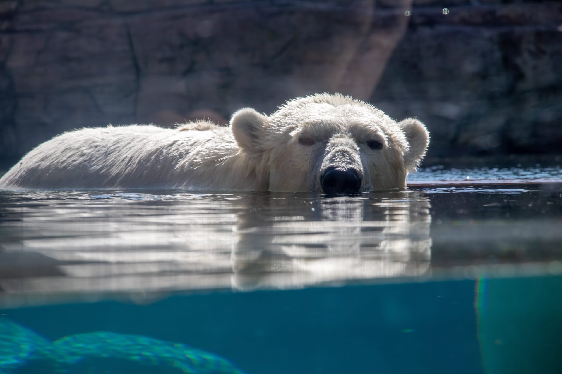 urso polar san diego zoo