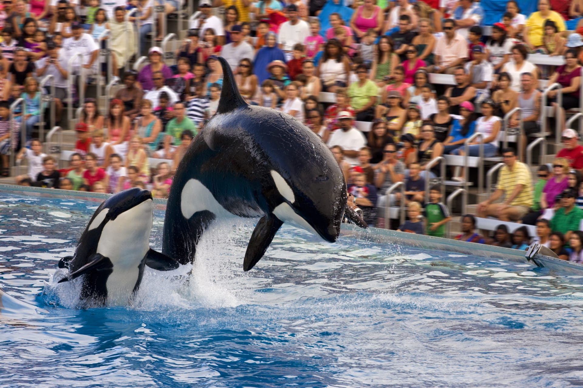 San_Diego_Sea_World_Dolphins_Jumping