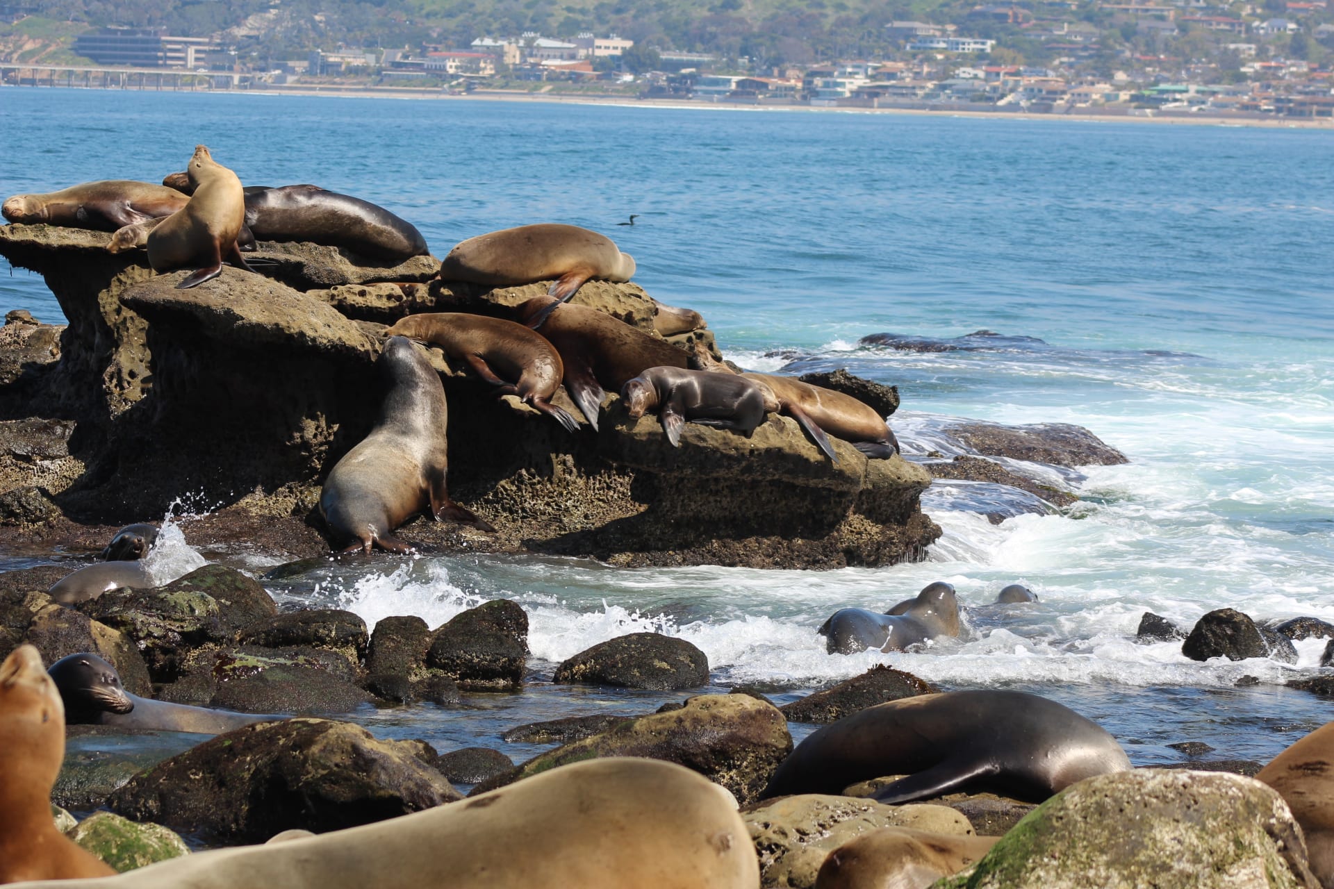 La Jolla