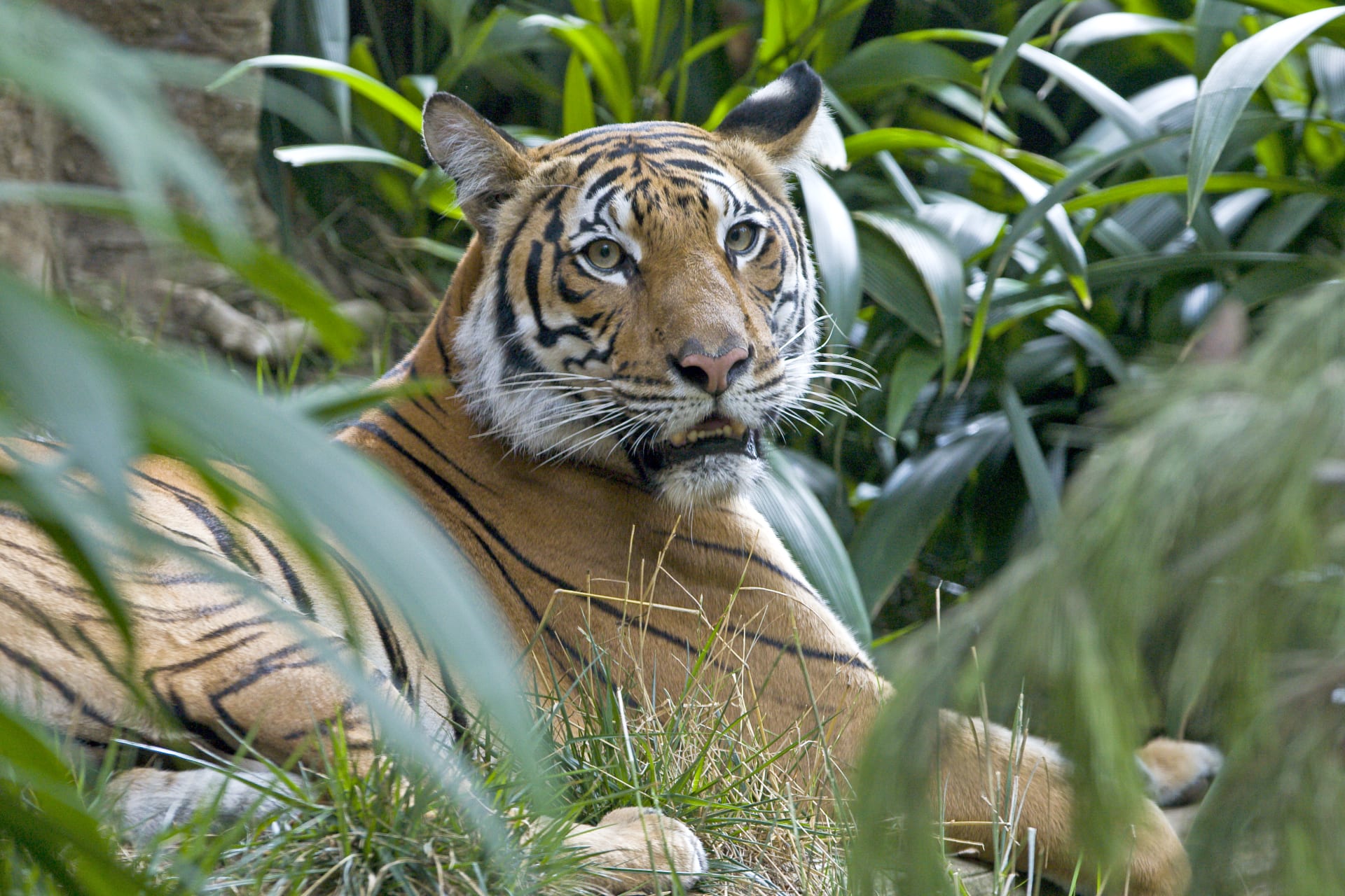 hamadryas_baboon_san_diego_zoo
