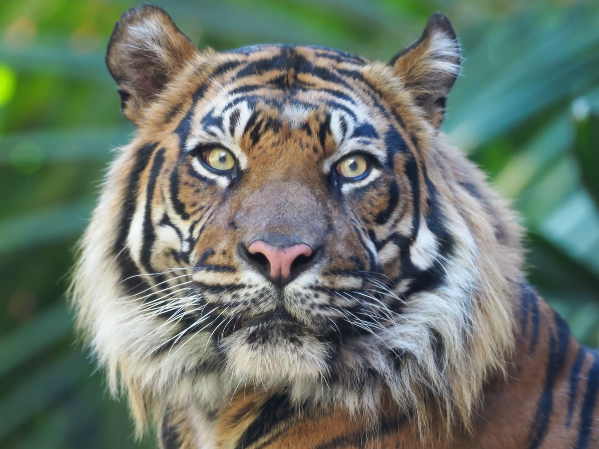san diego zoo