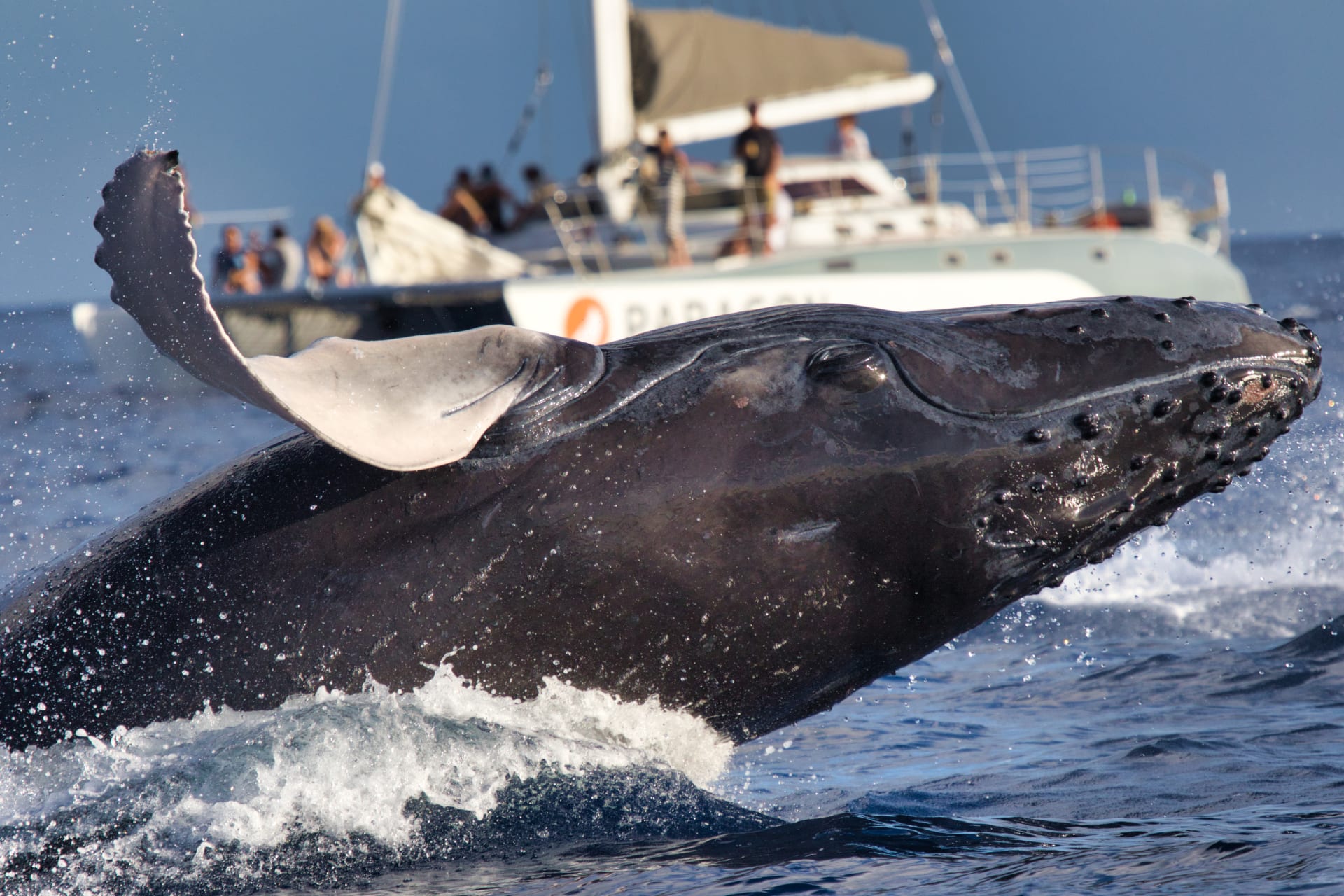 action-packed-humpback-whale-breaching-near