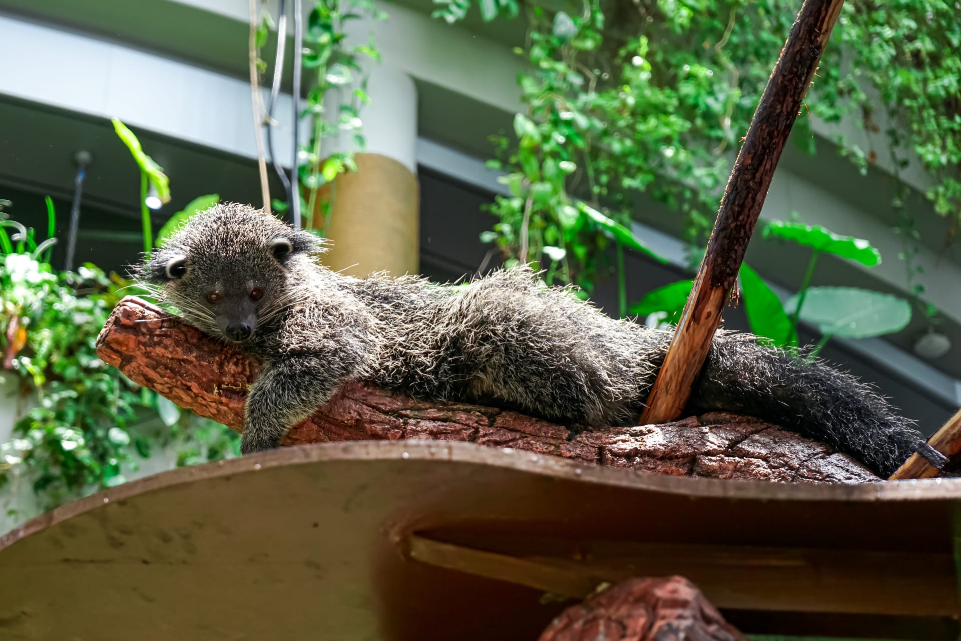 adorable-sloth-bear-bending-on-tree-grren-planet-dubai