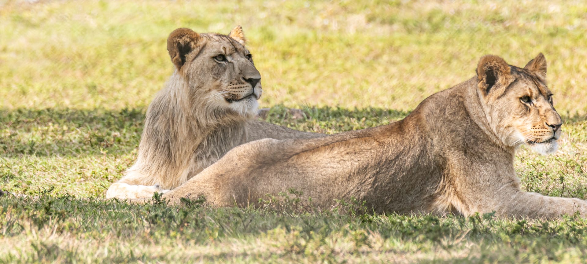 african-lion-safari-park-florida