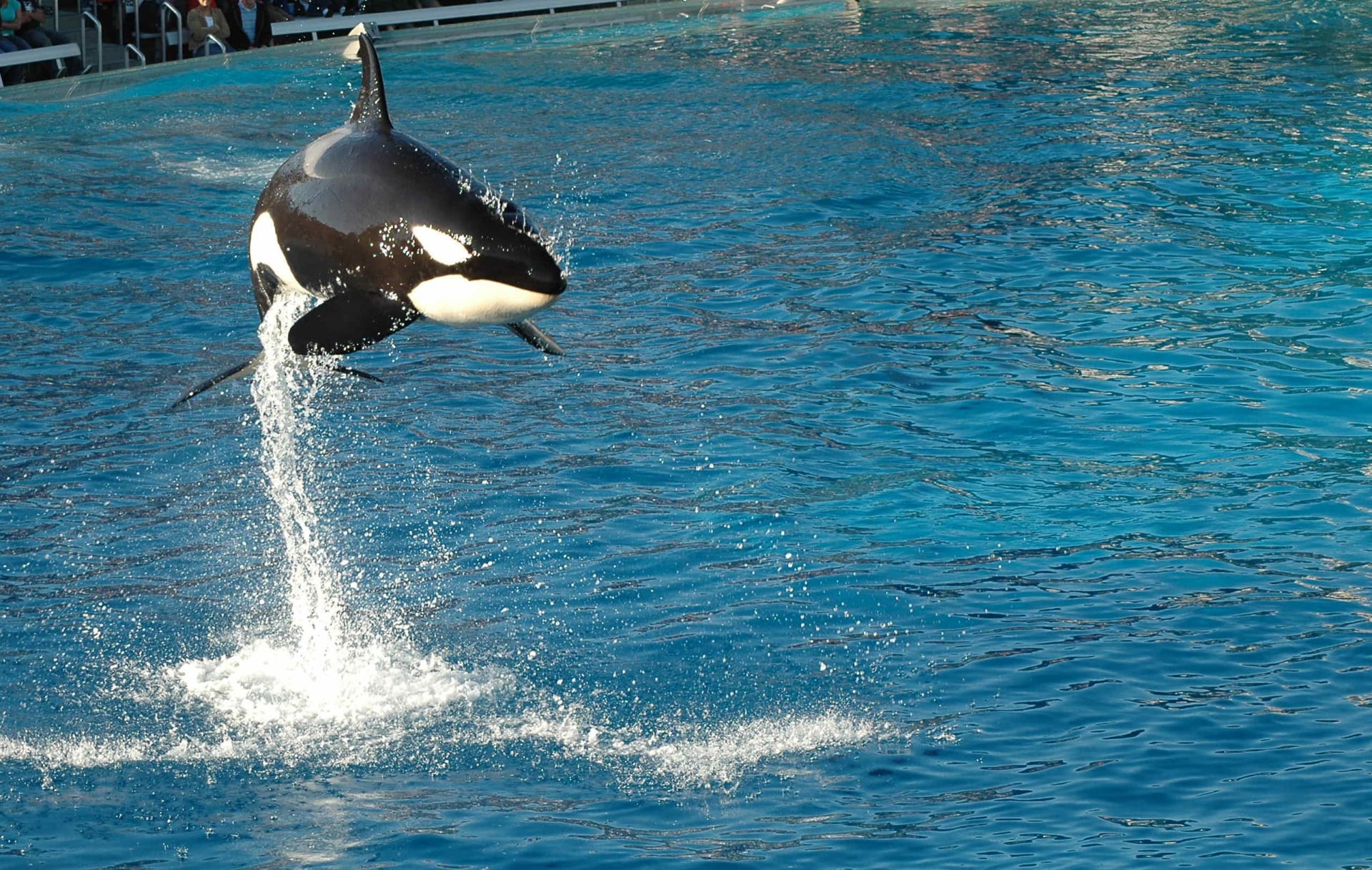 공중으로 뛰어오르는 샌디에이고의 범고래