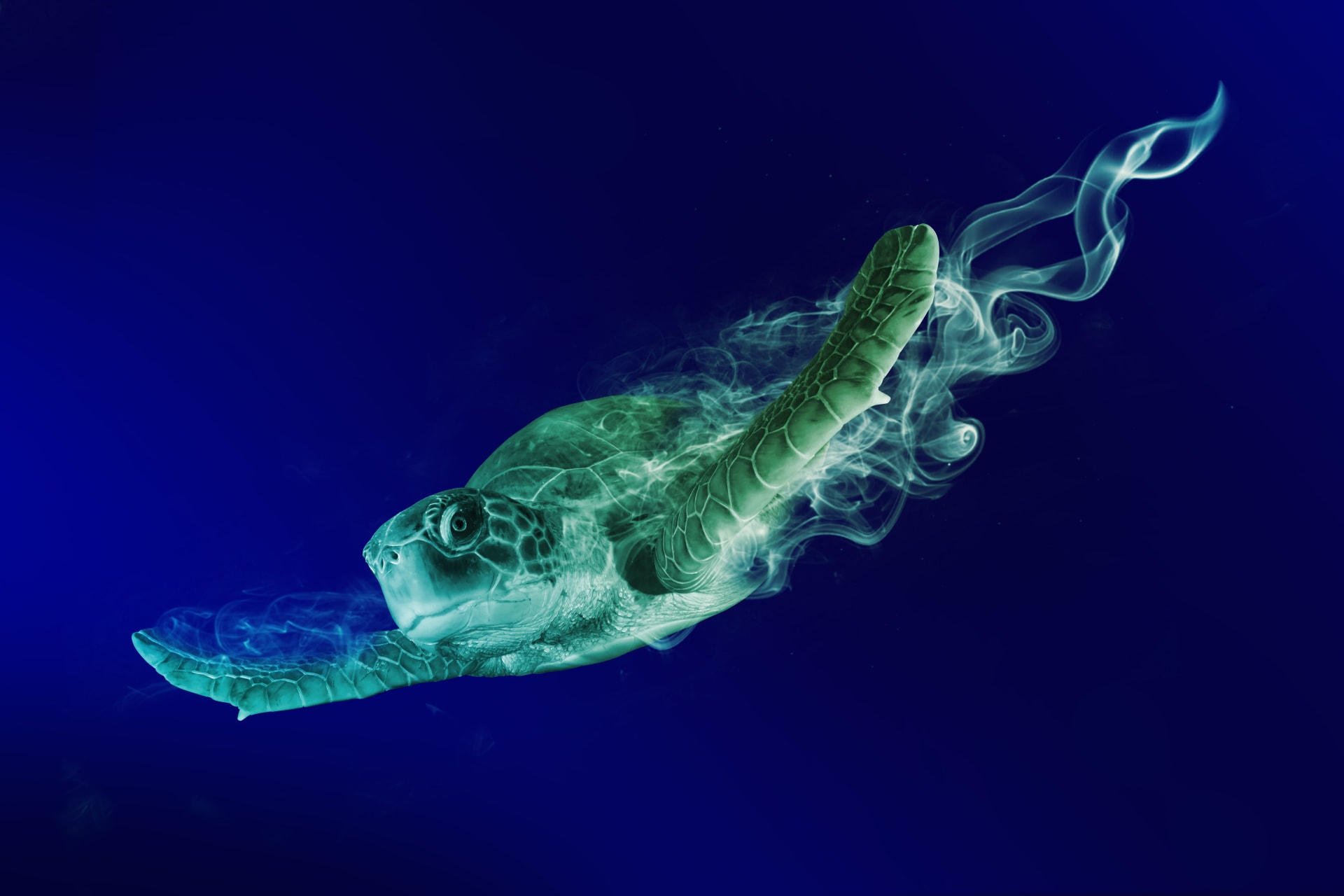 animal-kingdom-marine-life-photo-swimming