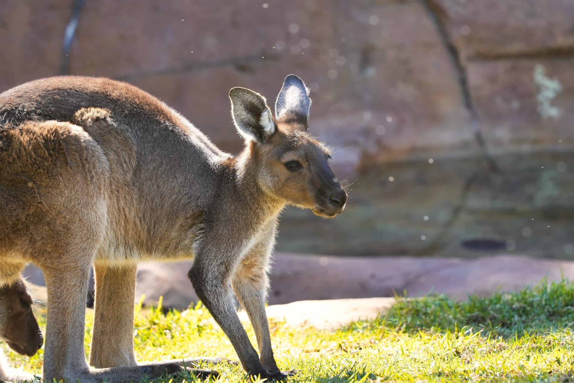 animals-different-zoos-california
