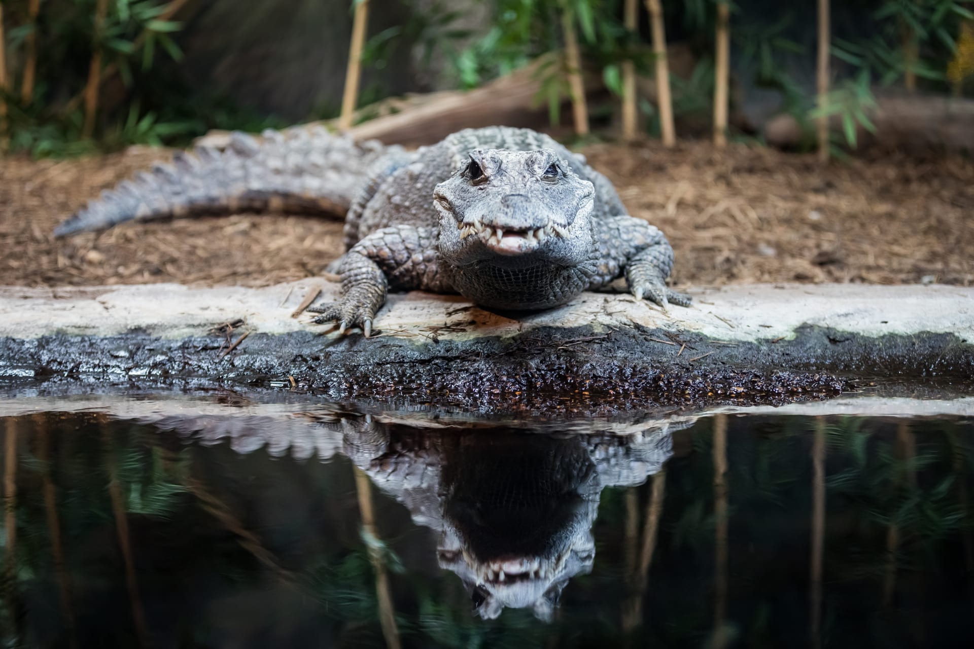 animals-zoo-san-antonio