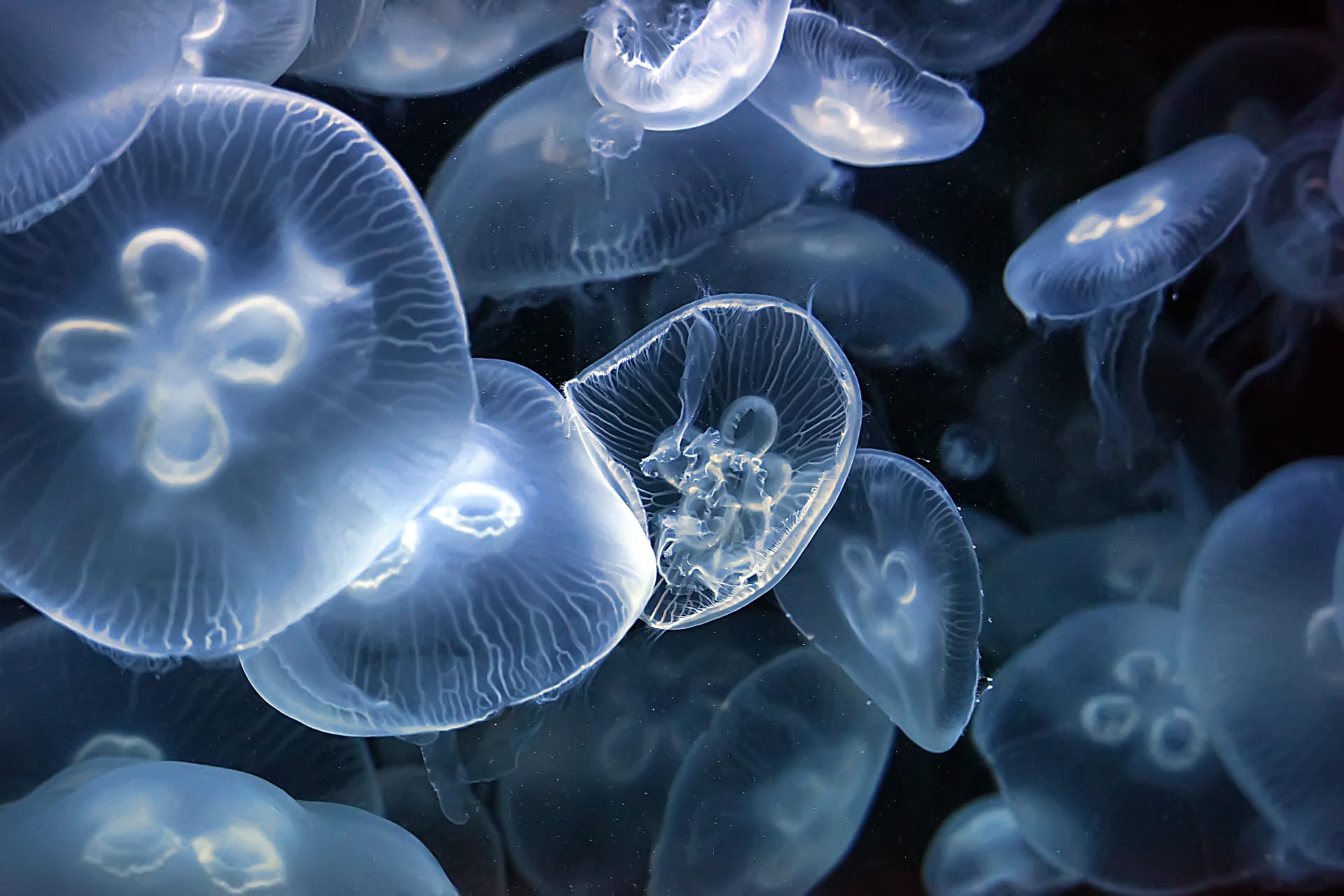 Jellyfish