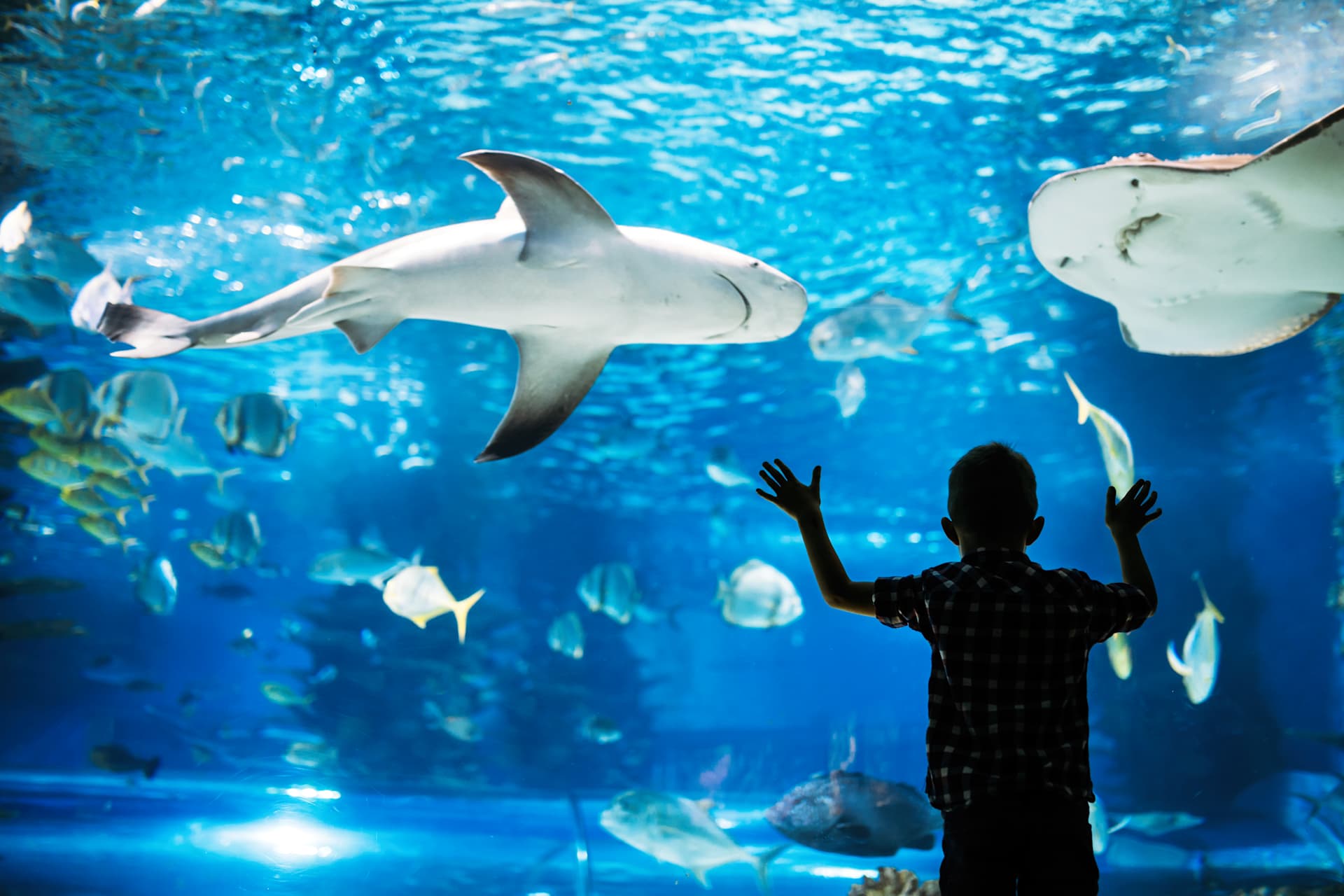Young Boy at the Aquarium