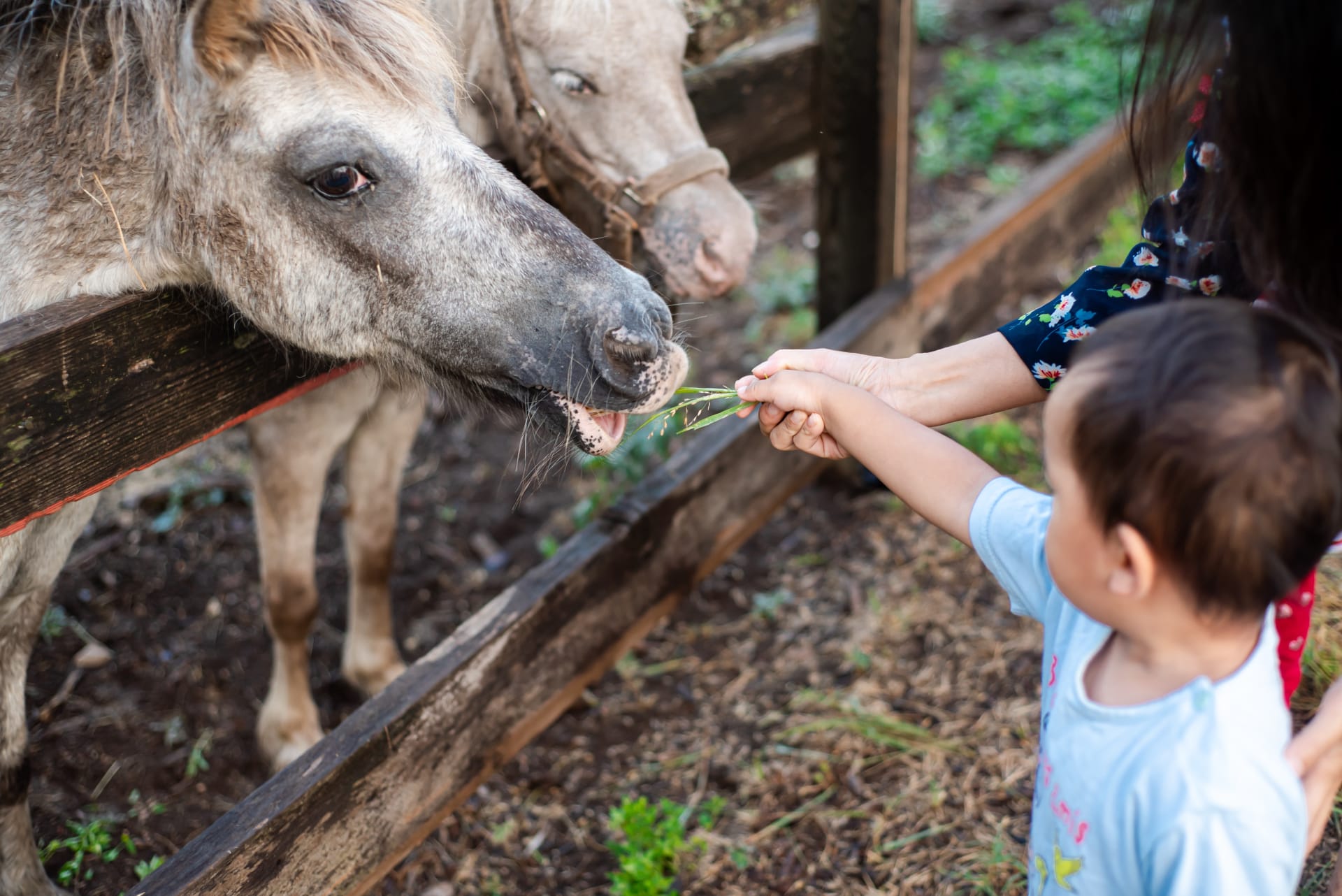 asian-mom-baby-boy-feeding-grass