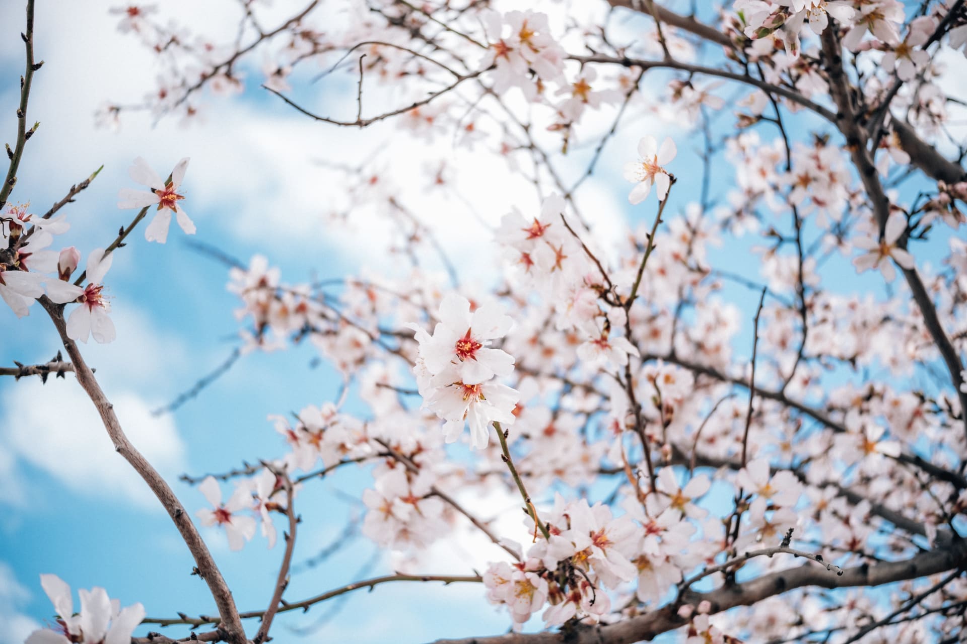 background-spring-cherry-blossoms-tree