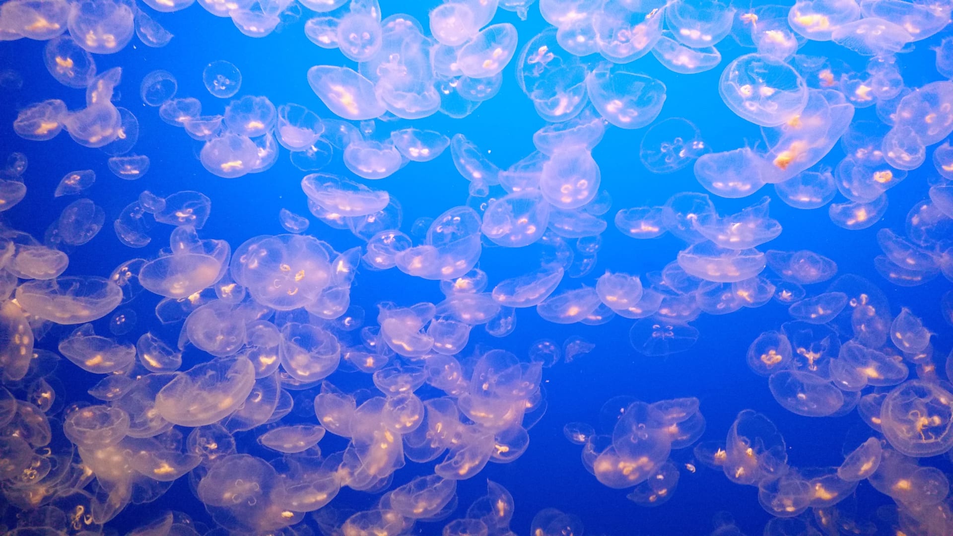 bay-aquarium-california-jellyfish