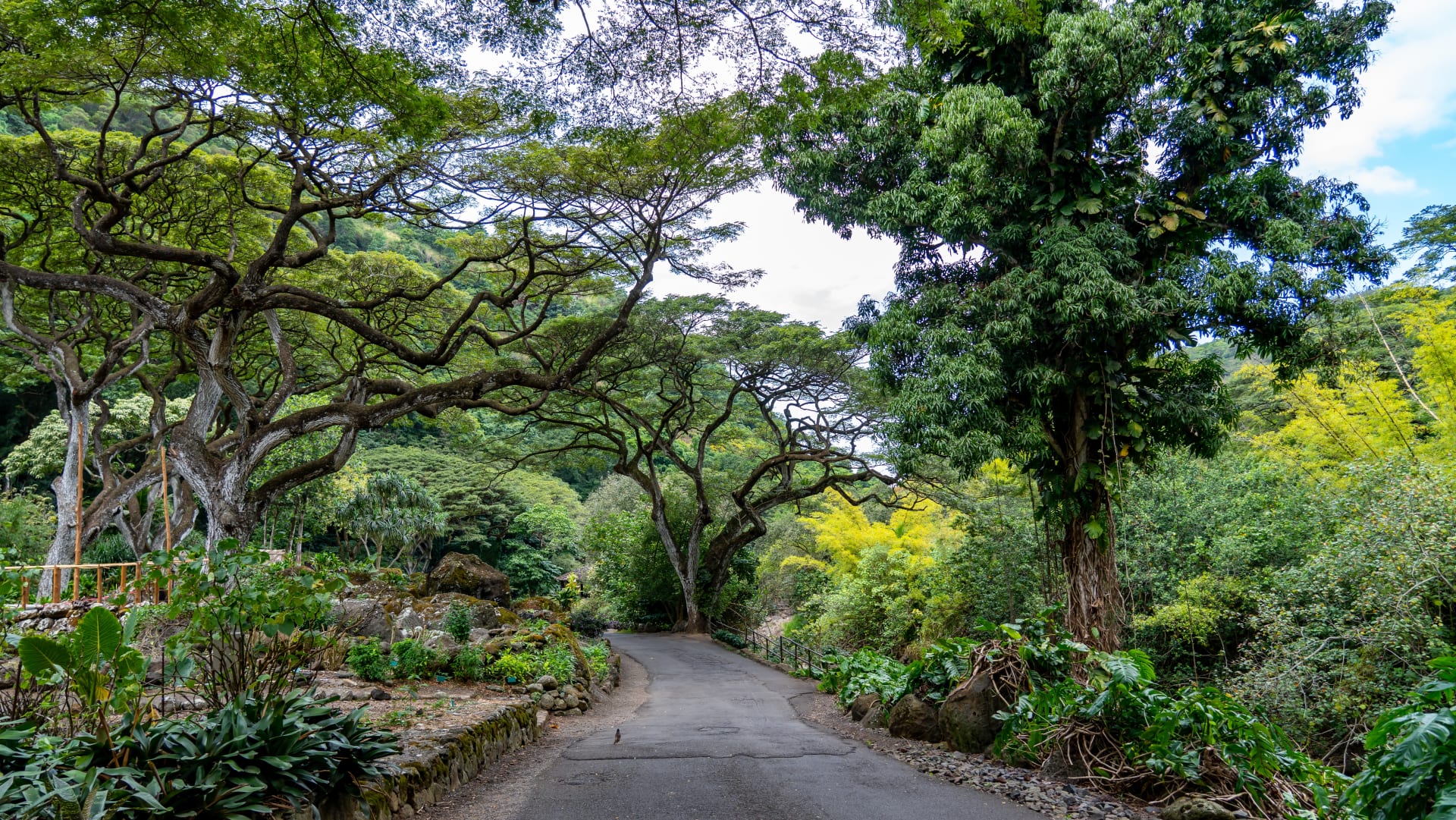 beautiful-green-path-wild-forest-waimea