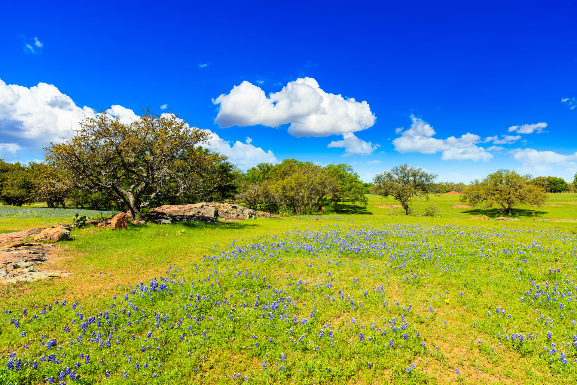 beautiful-texas-hill-country-ranch-bluebonnets