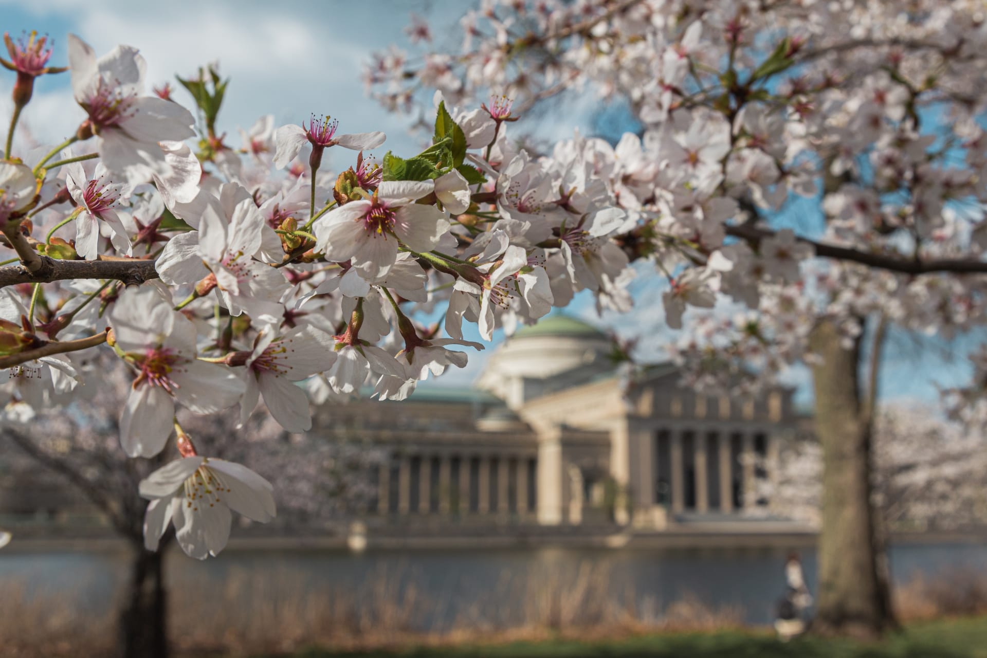 beautiful-view-captures-chicagos-cherry-blossom