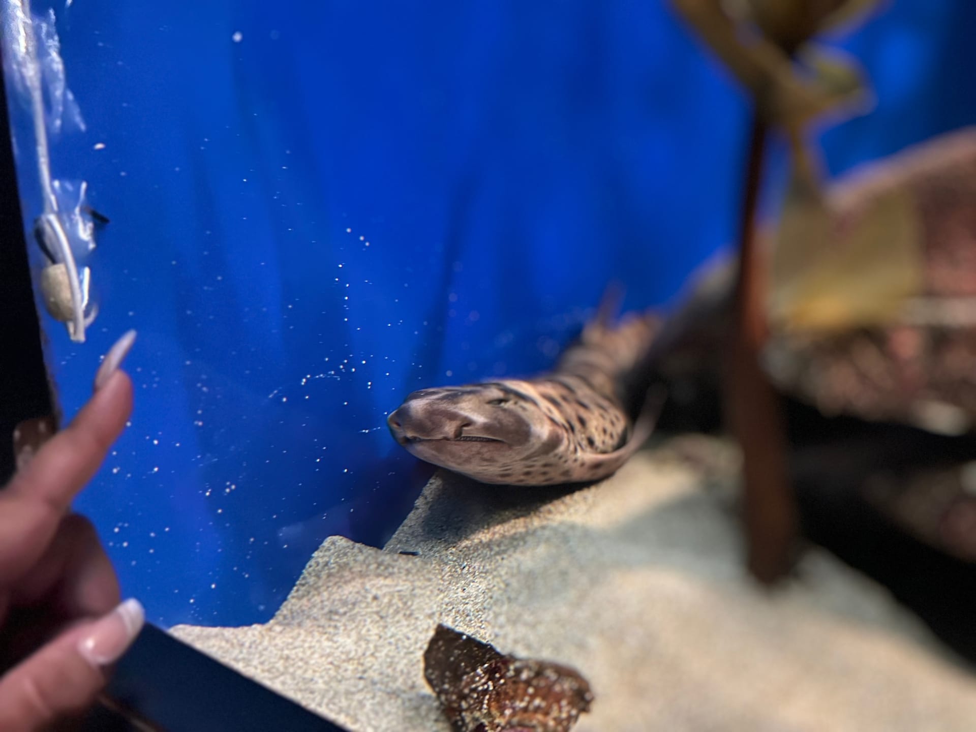 Eine Frau zeigt auf einen Leopardenhai im Birch Aquarium