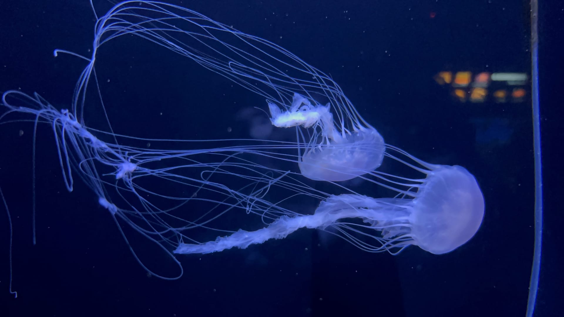 birch-aquarium-scripps-institution-oceanography