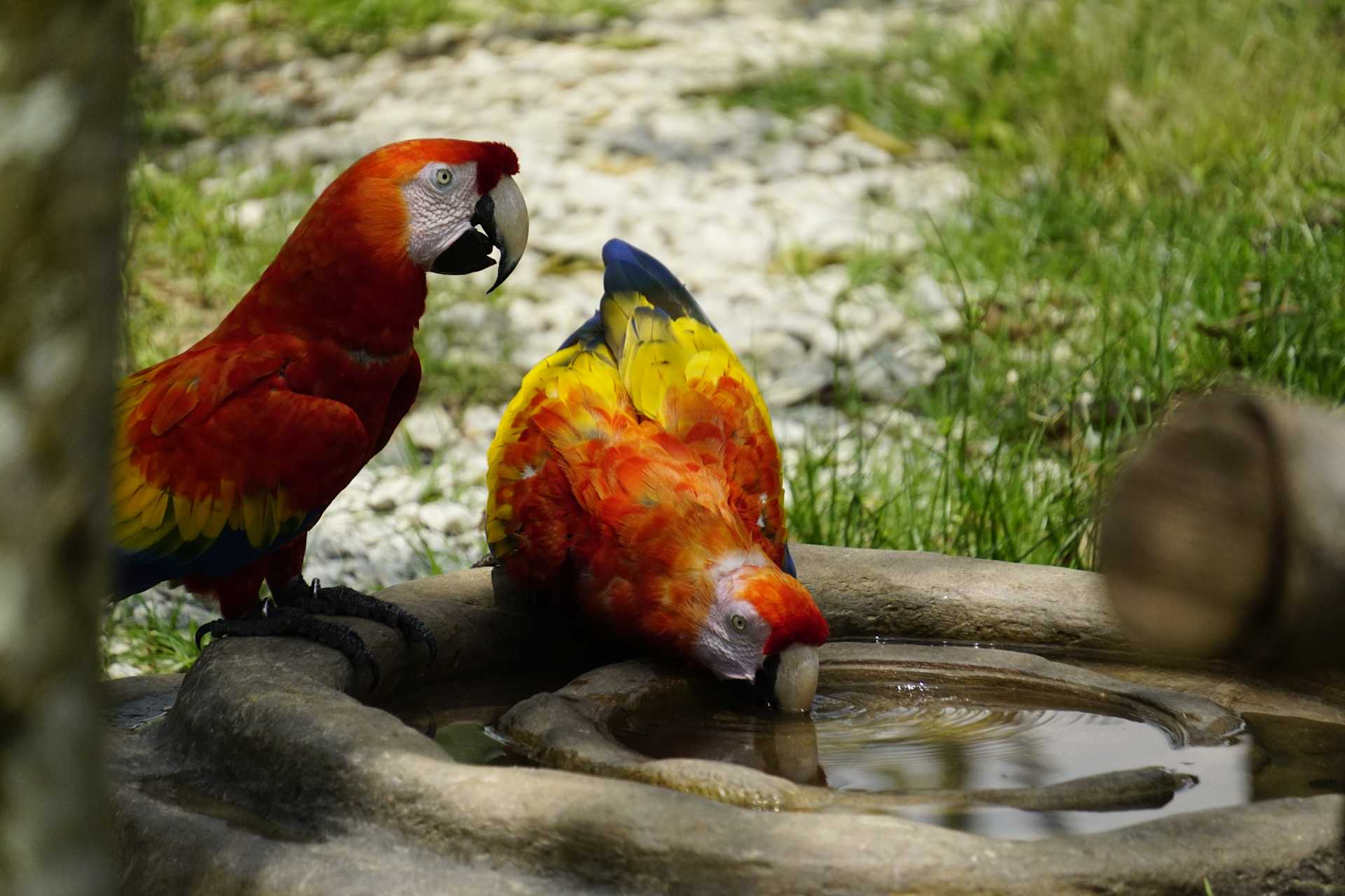 Macaws at Bird Paradise