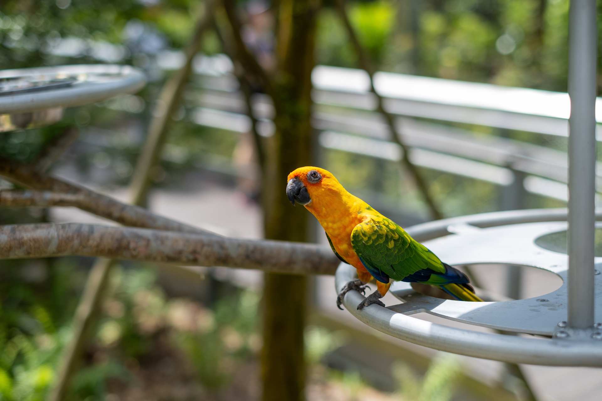Jenday Conure at Bird Paradise
