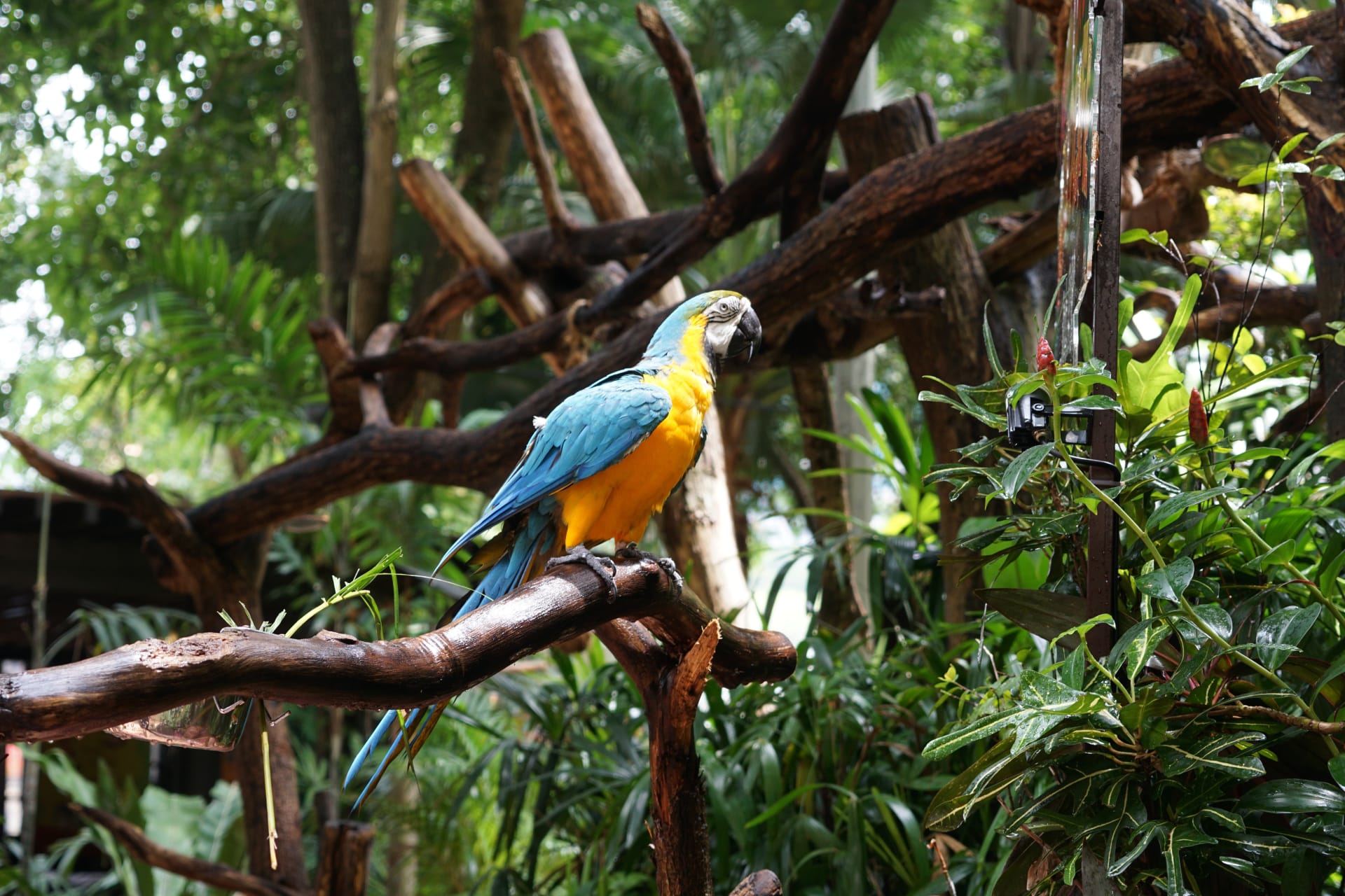 blue-yellow-macaw-ara-ararauna-large