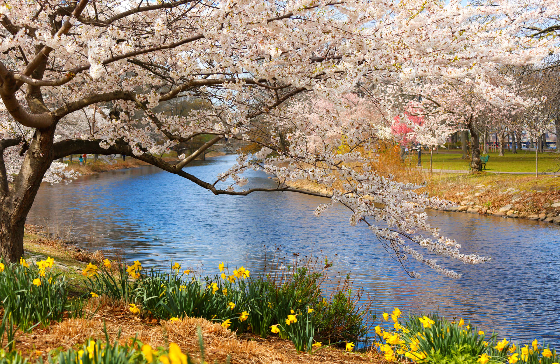 boston-charles-river-esplanade