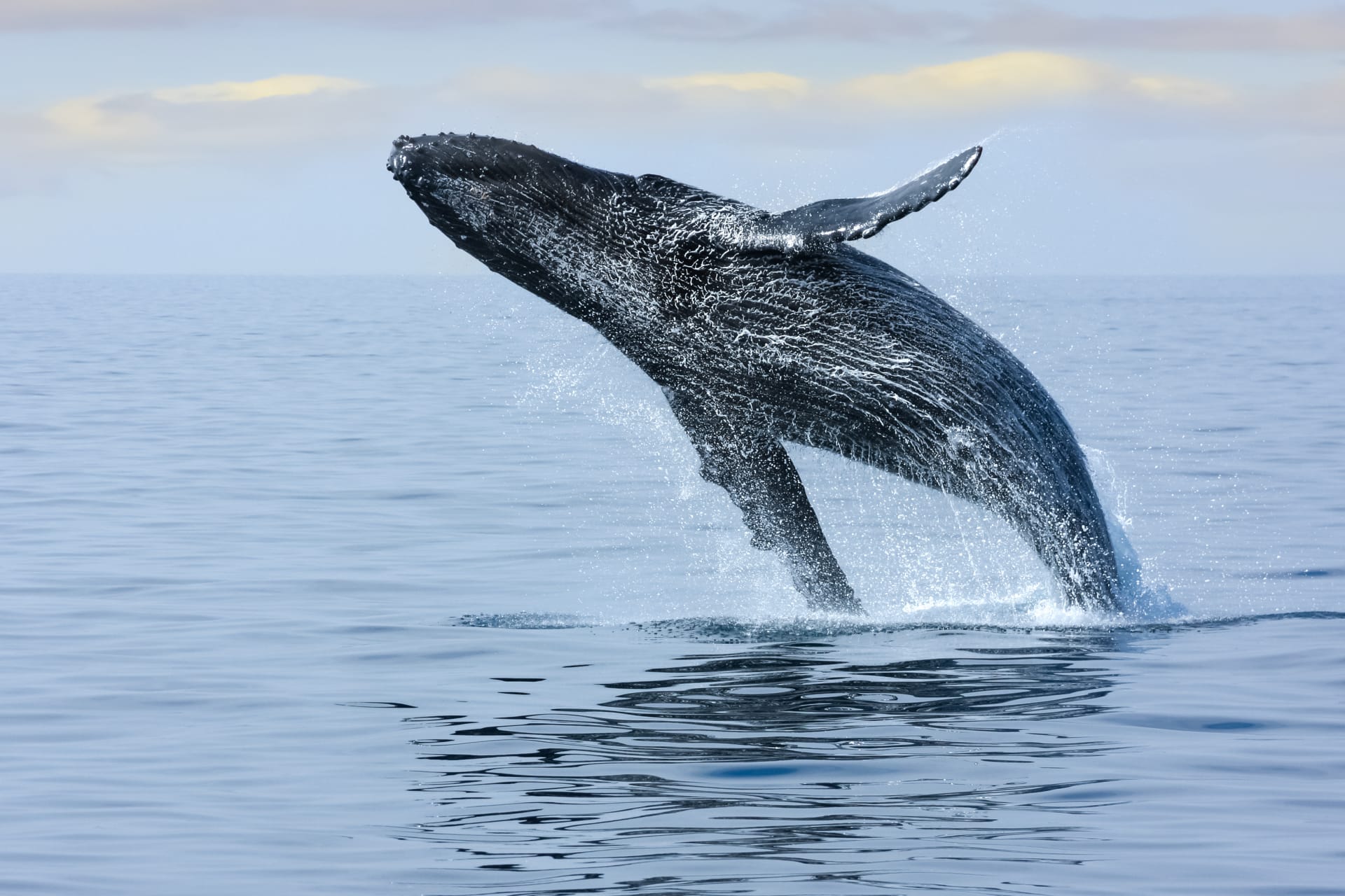 breaching-hump-back-whale-off-coast