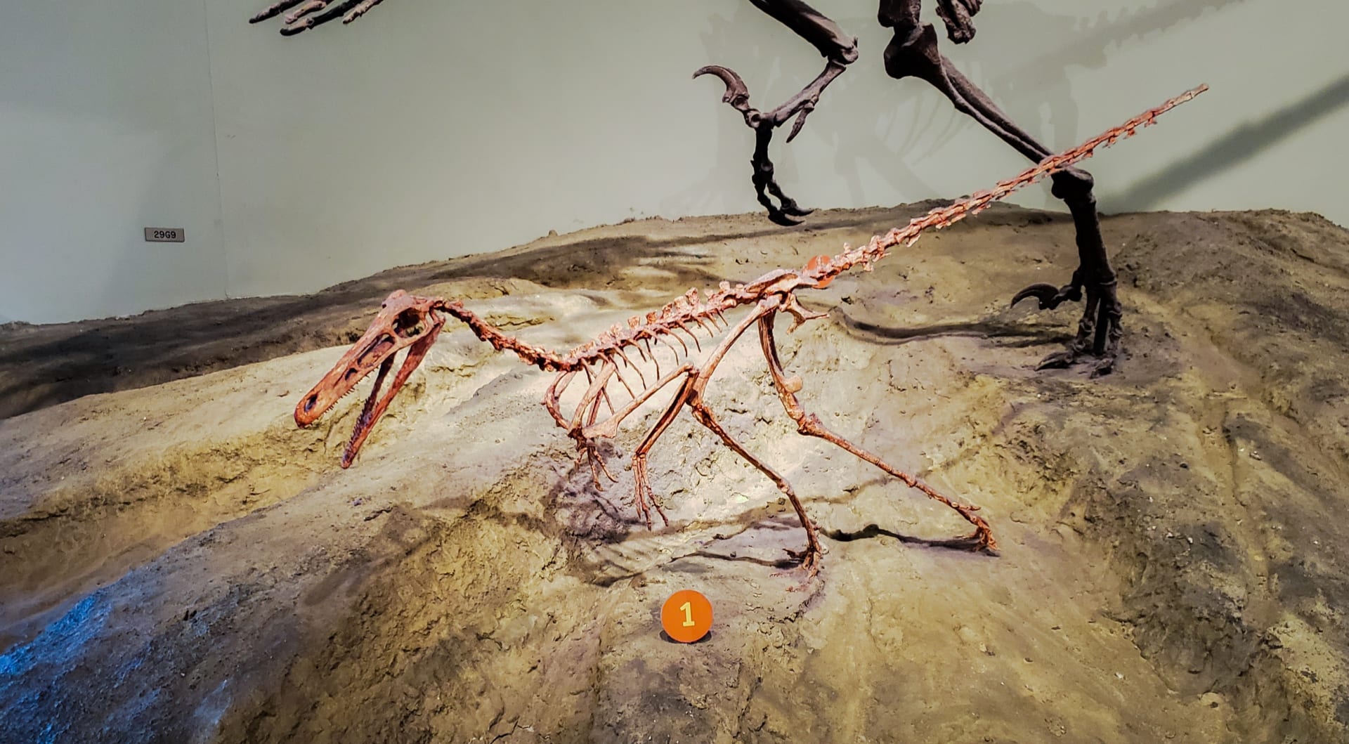 buitreraptor-skeleton-chicago-field-museum