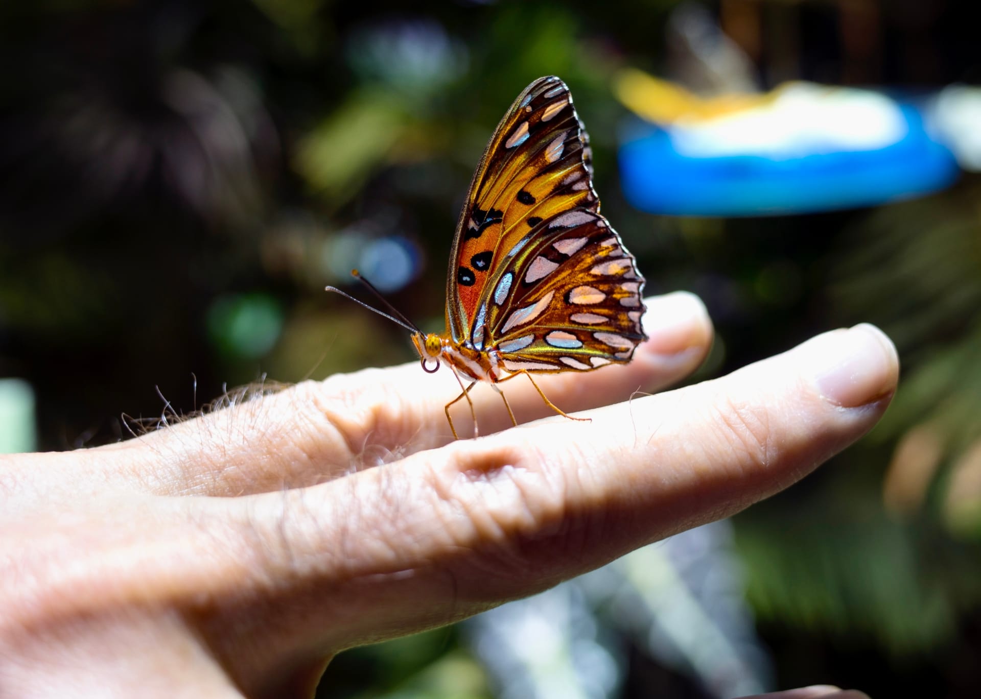butterfly-on-my-finger-conservatory-american