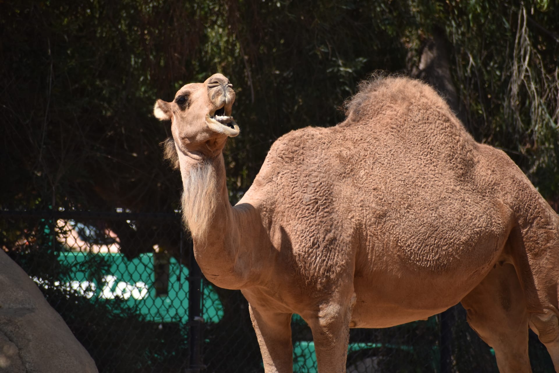 camel-san-diego-zoo