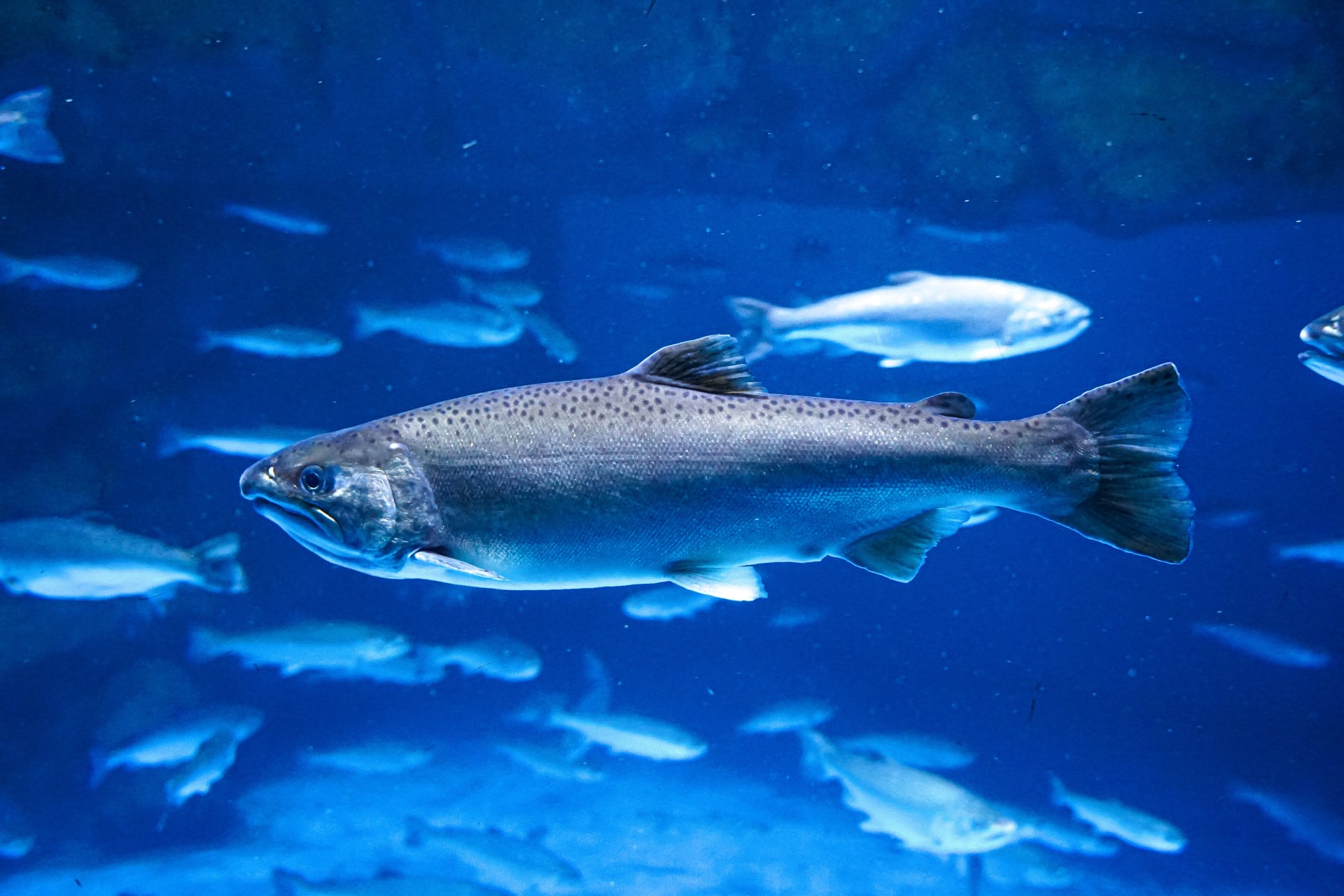 close-salmon-fish-aquarium