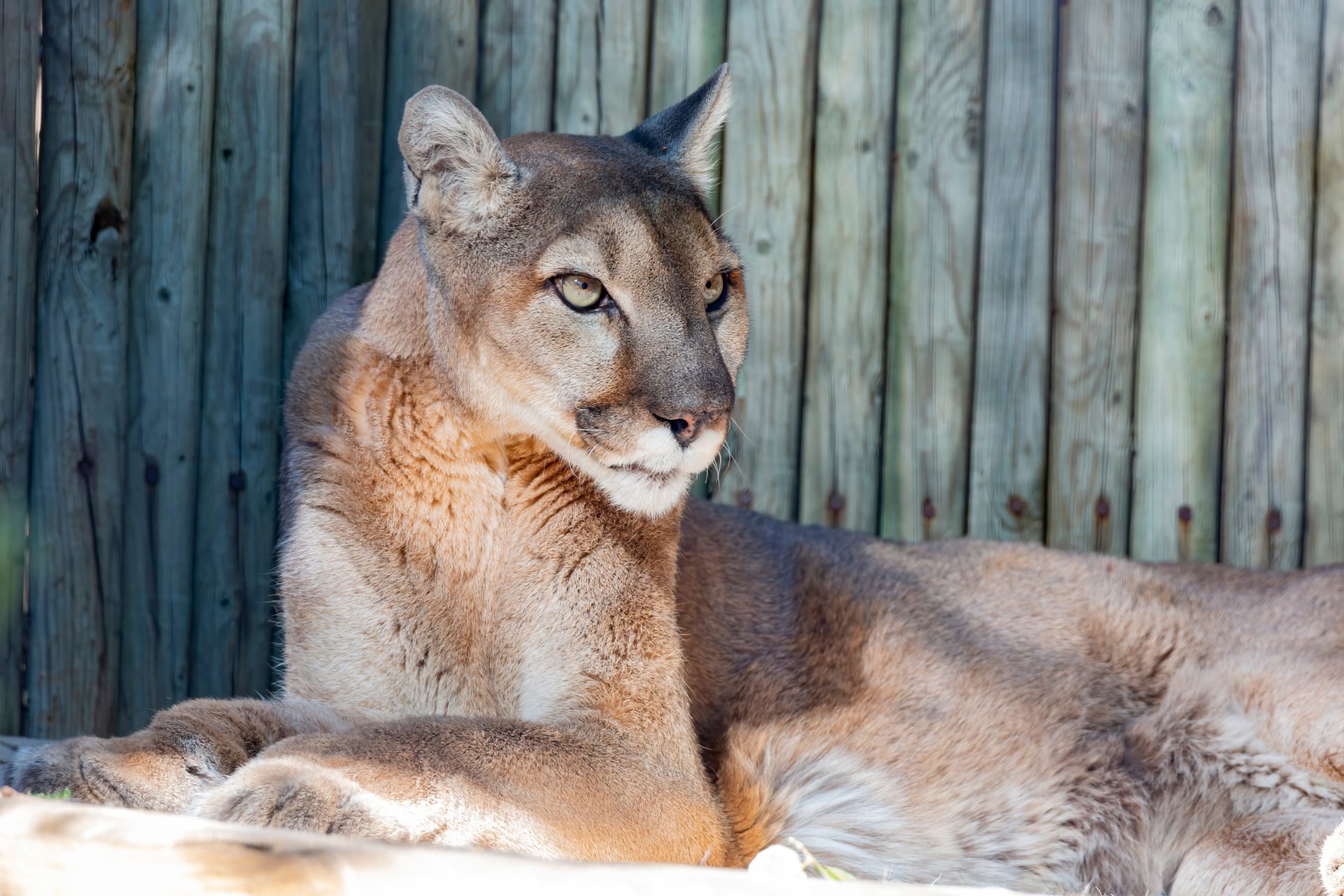 close-shot-florida-panther-los-angeles