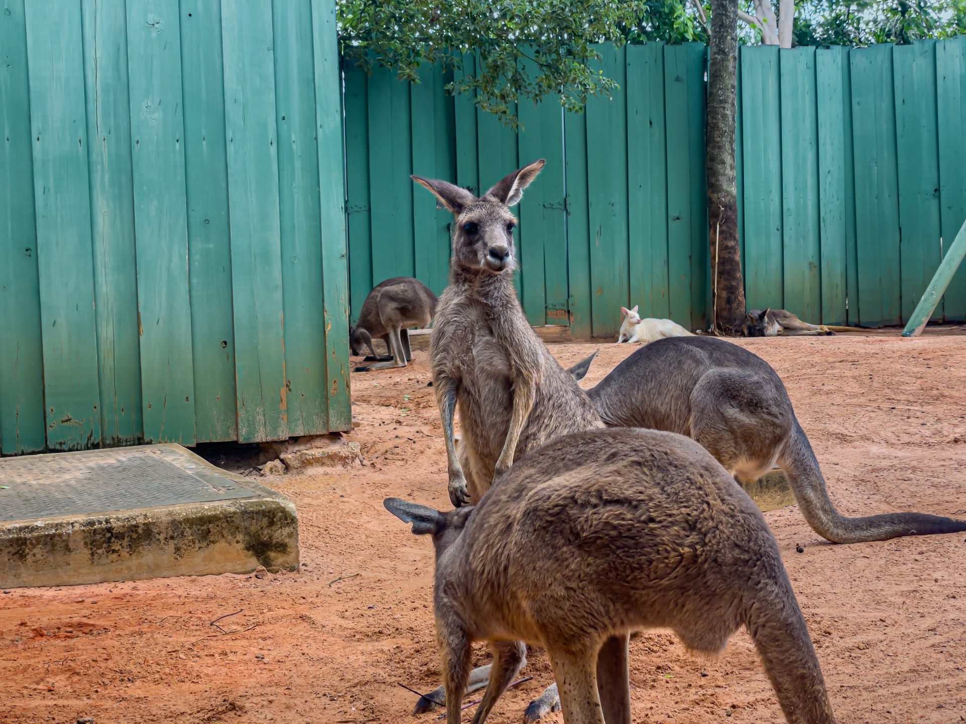 closeup-view-red-kangaroo-petting-zoo