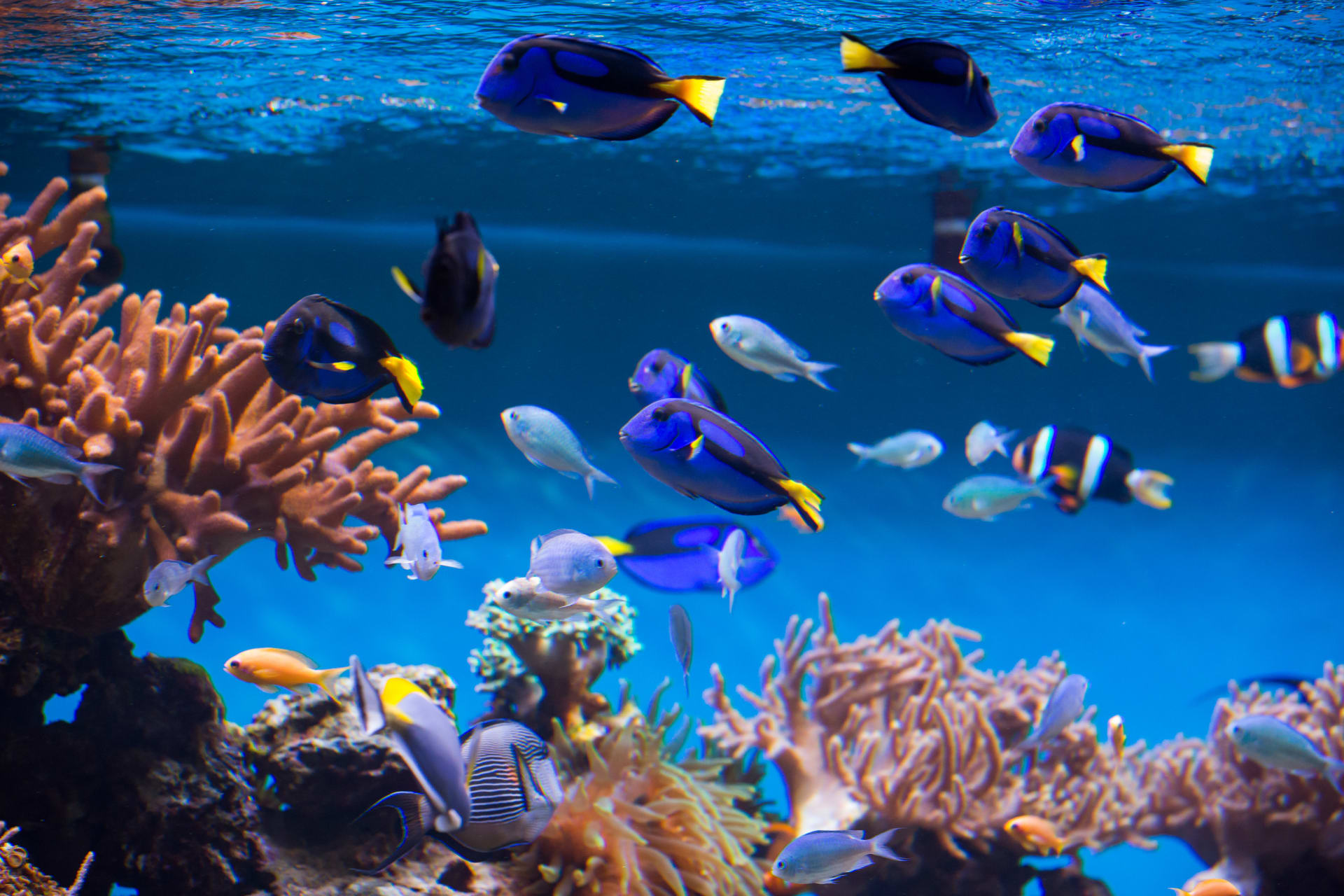 coral-reef-fishes-aquarium
