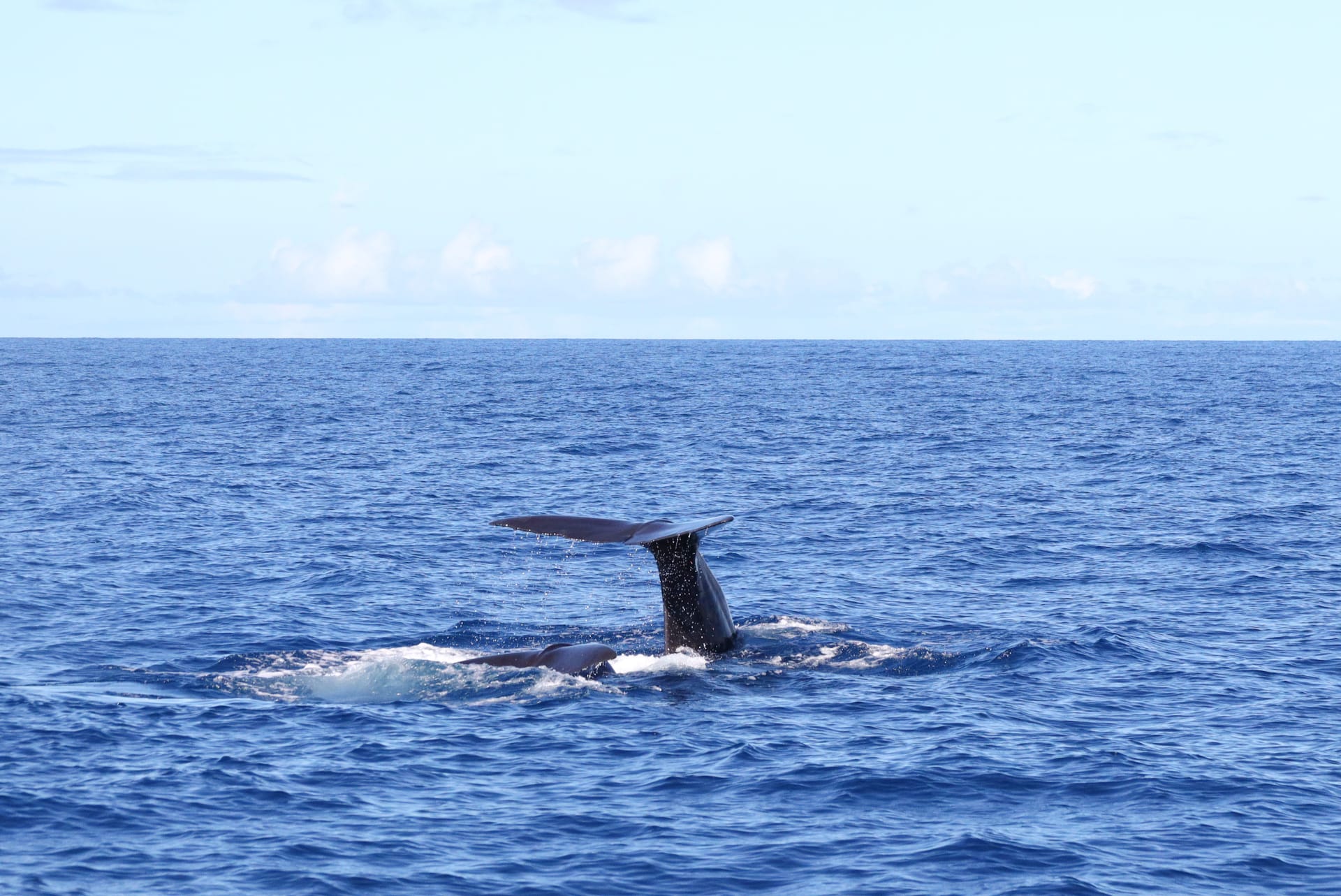 diving-whales-tail-above-water