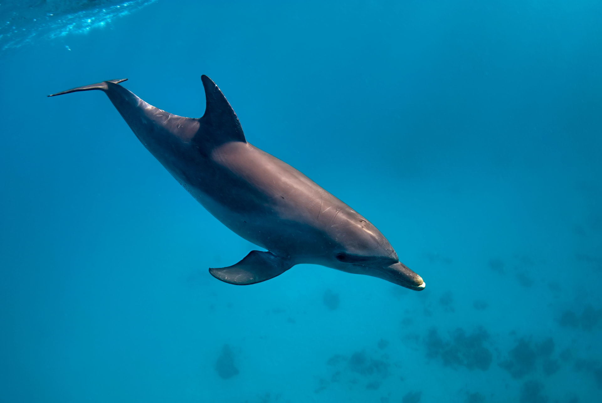 dolphin-tursiops-aduncus-swimming