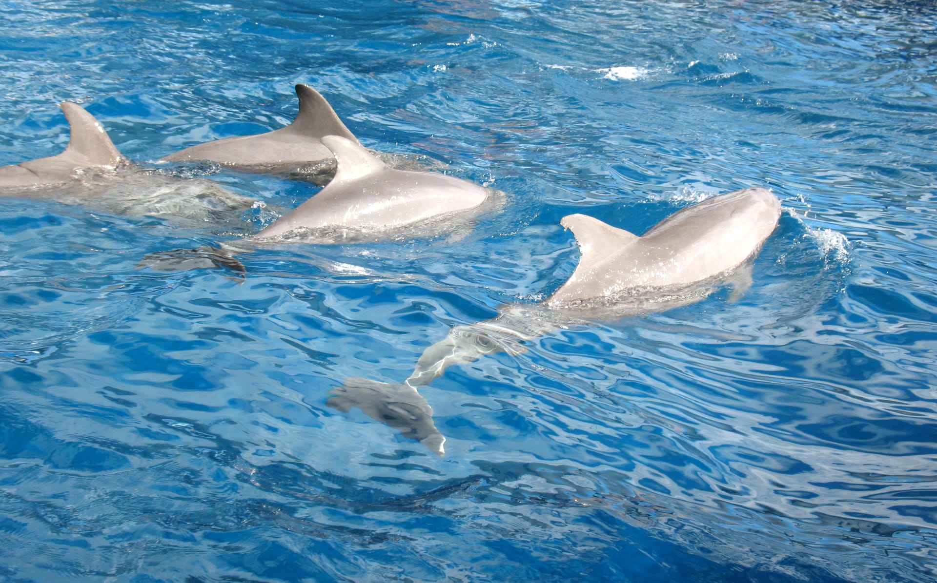 dolphins