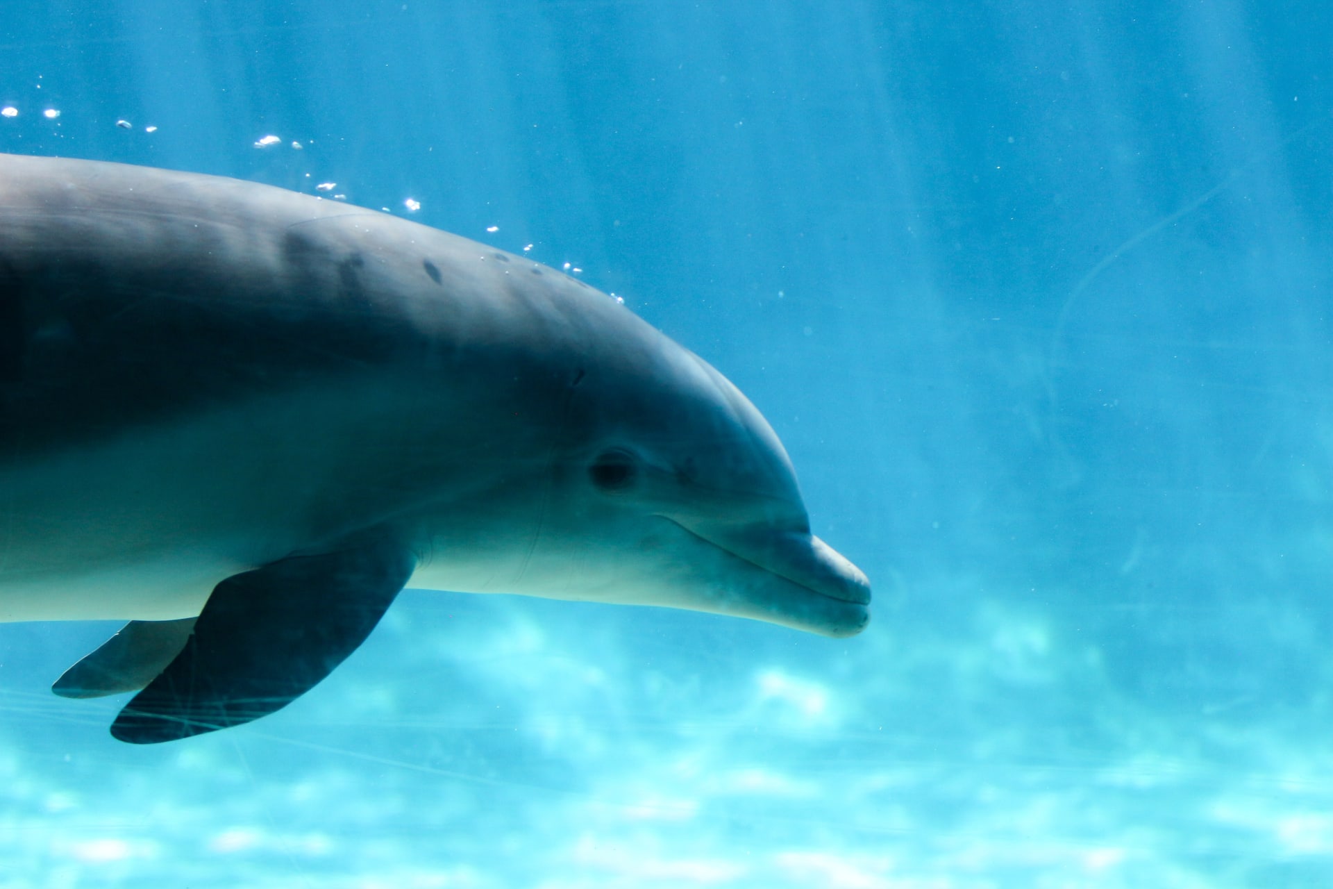 dolphins-aquarium-florida