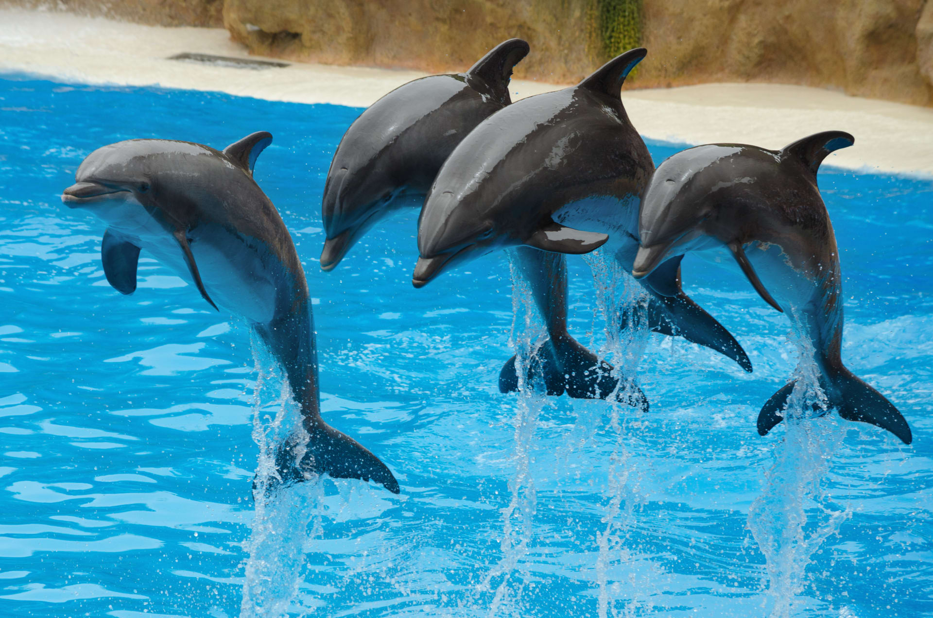 dolphins-playing-pool
