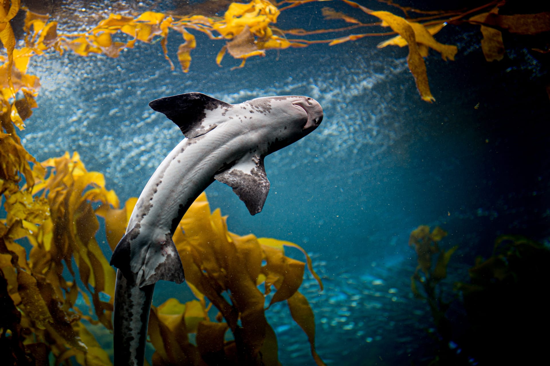 expositions-inside-monterrey-aquarium
