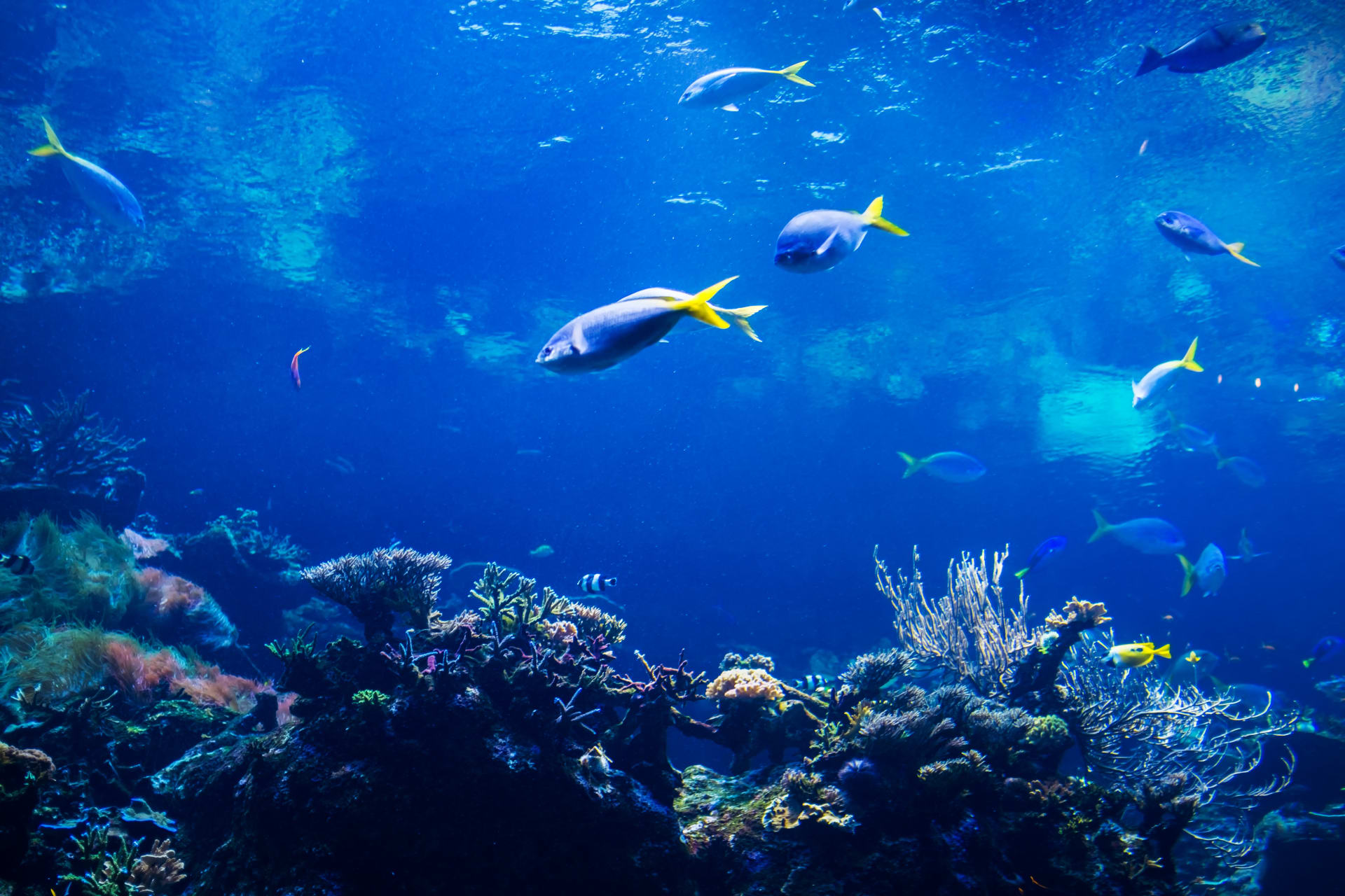 fish-swimming-aquarium-wildlife