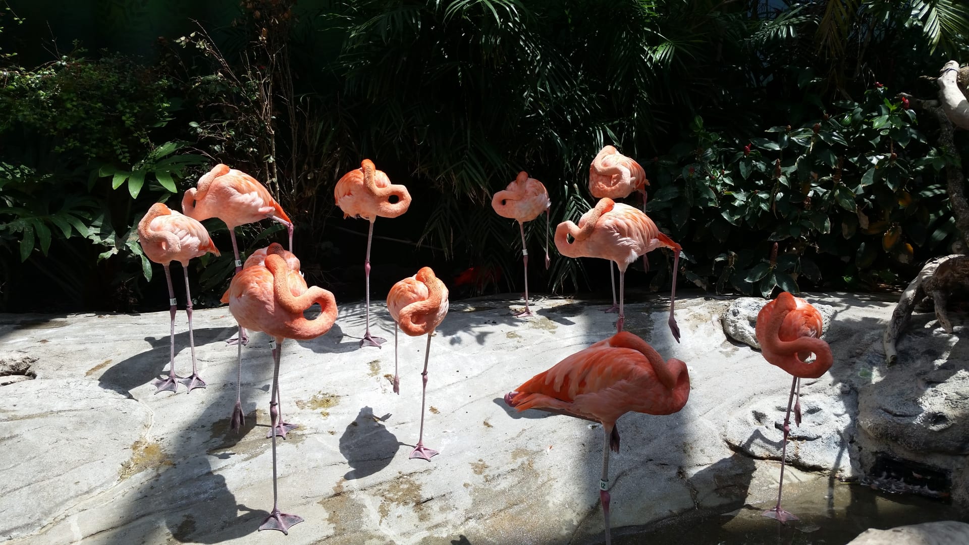 flamingos-san-antonio-zoo