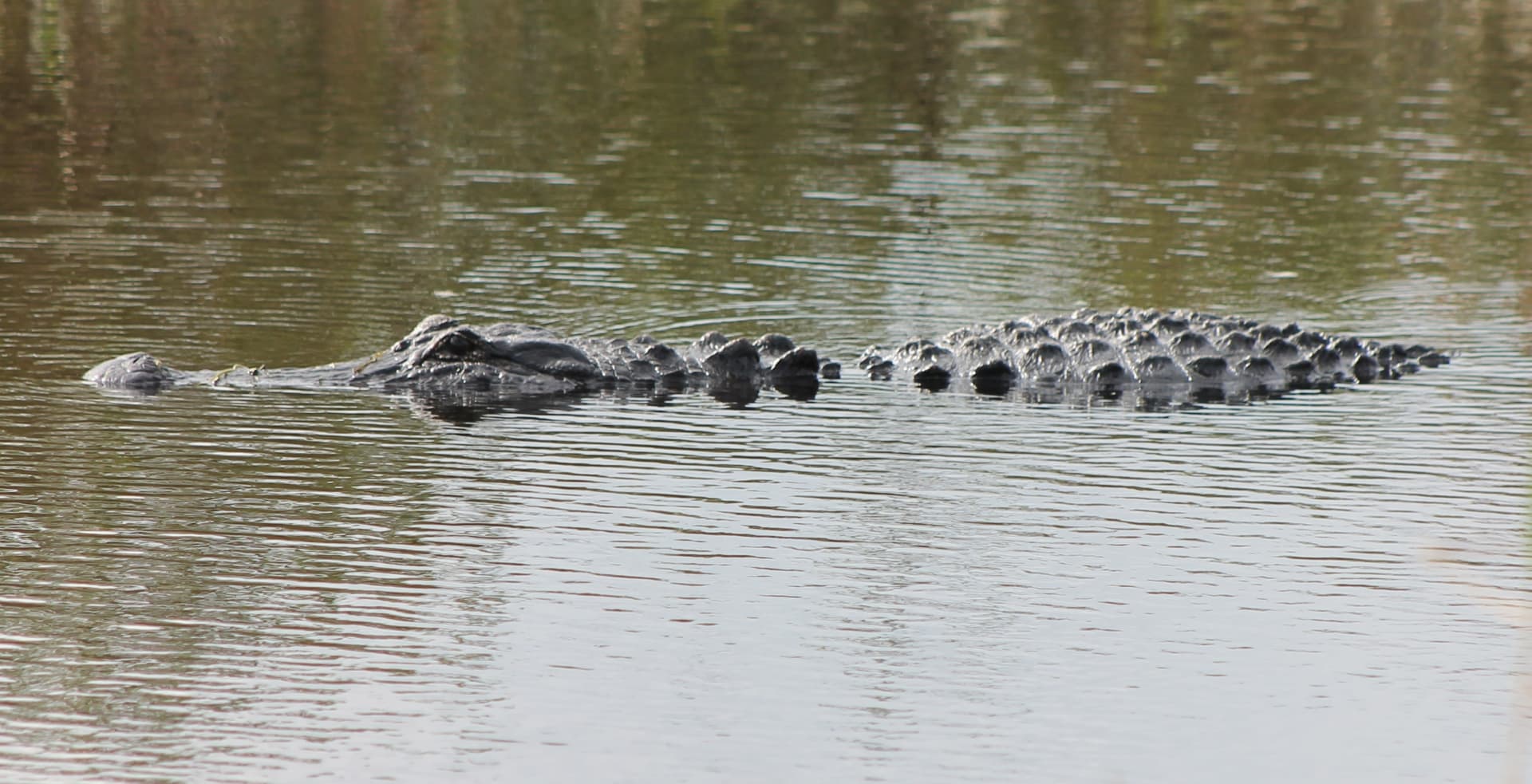florida-gator-floating-on-water