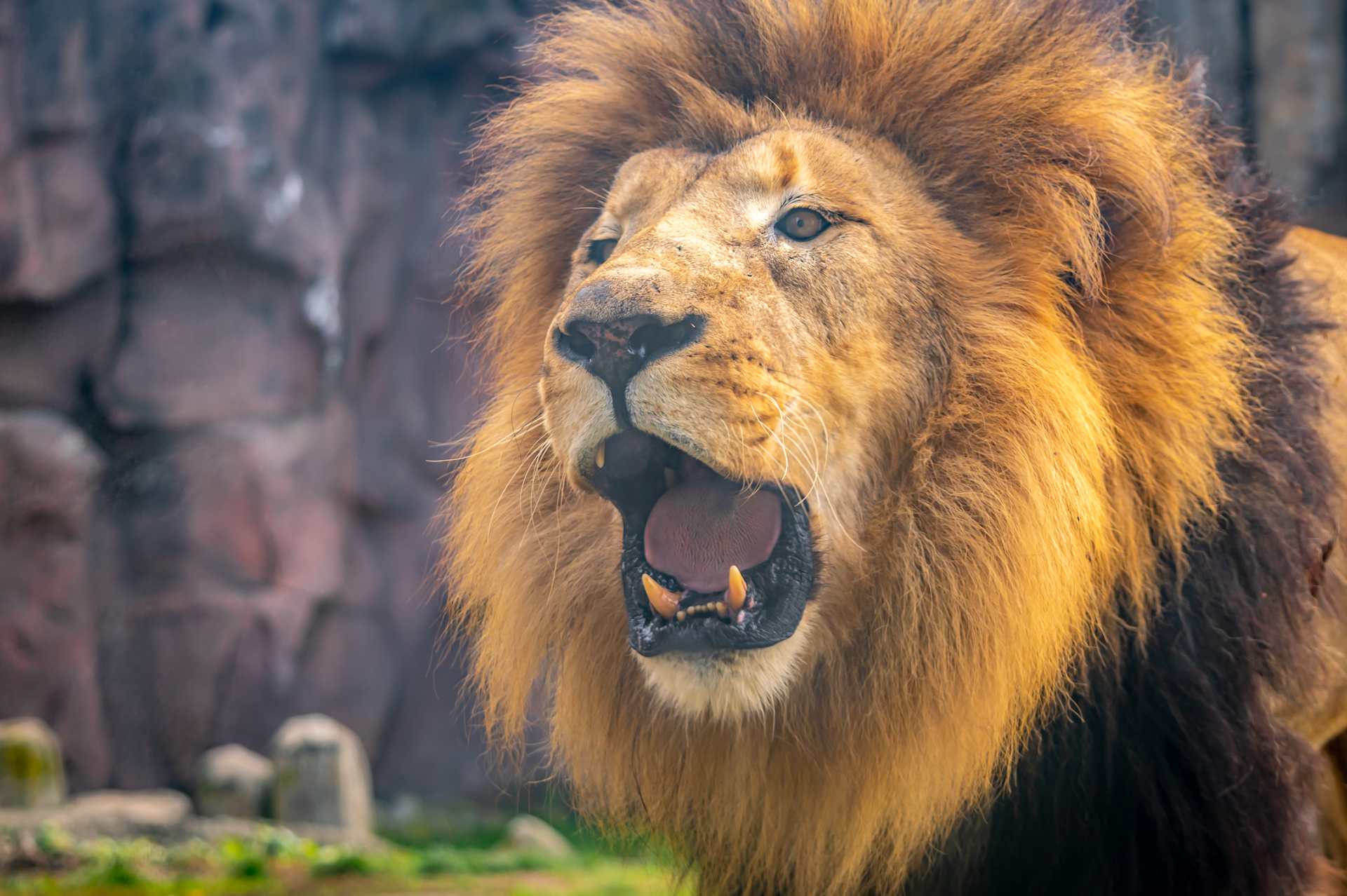 Lion at Franklin Park Zoo