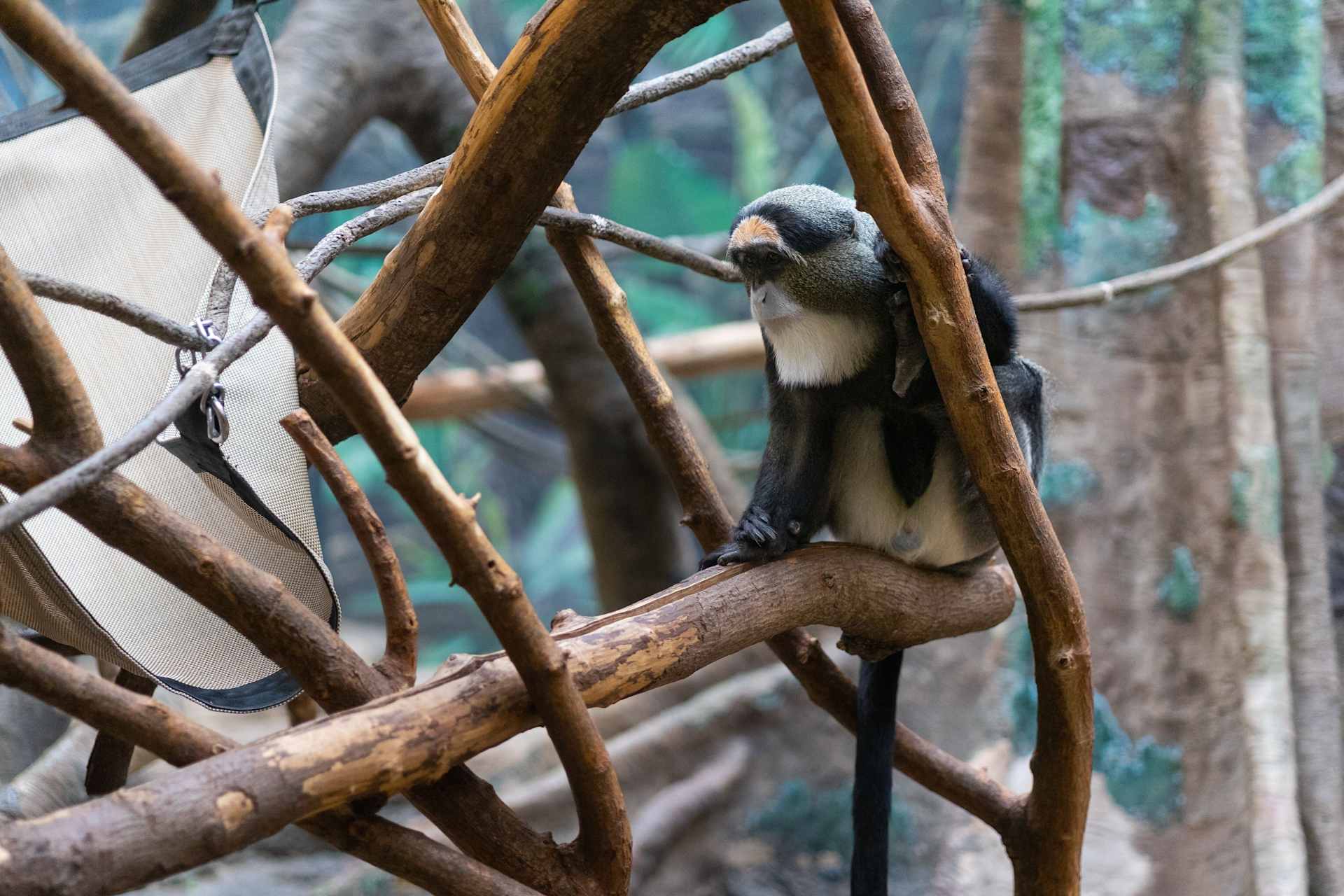 Monkey at Franklin Park Zoo