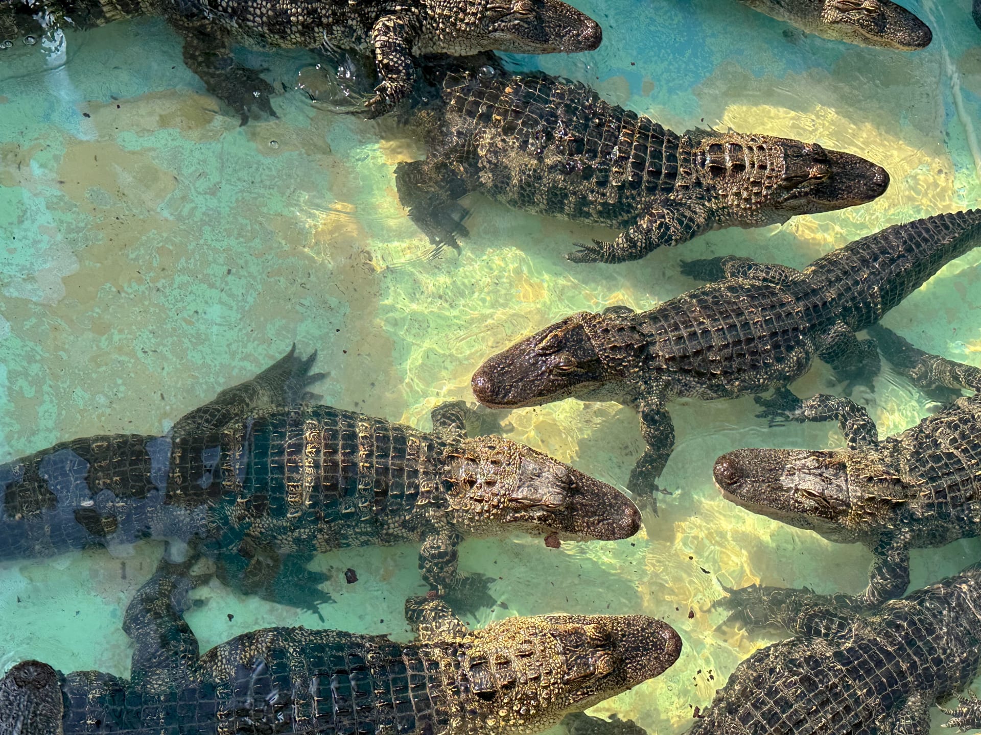 Baby Alligators at Gatorland