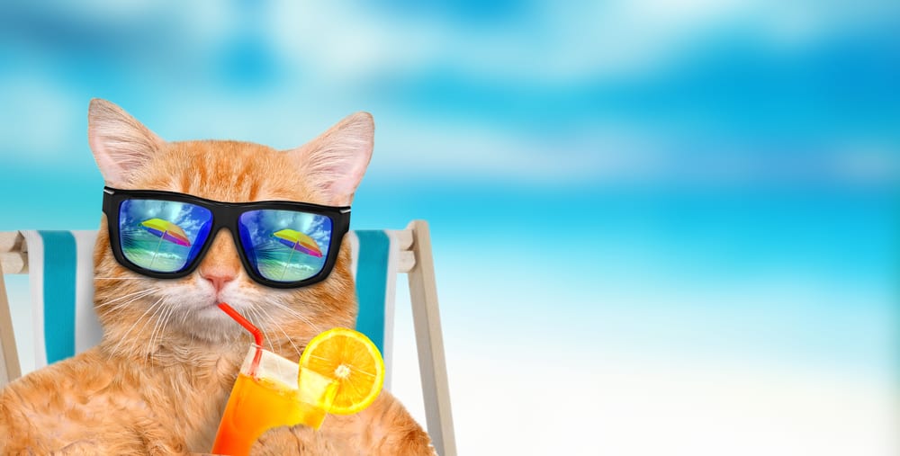 A cat in sunglasses drinking a cocktail