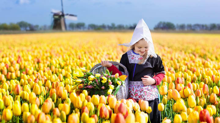 Niña con traje típico recogiendo tulipanes en Keukenhof. Ámsterdam en primavera.
