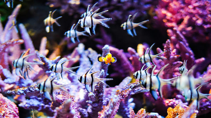 Fische im Aquarium