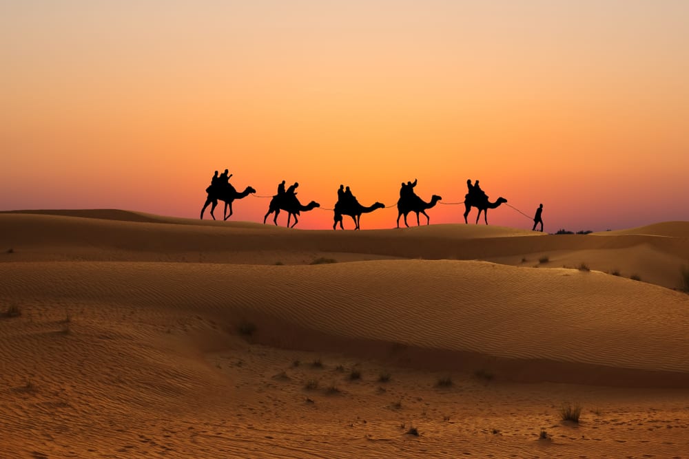 Camels trekking through the desert
